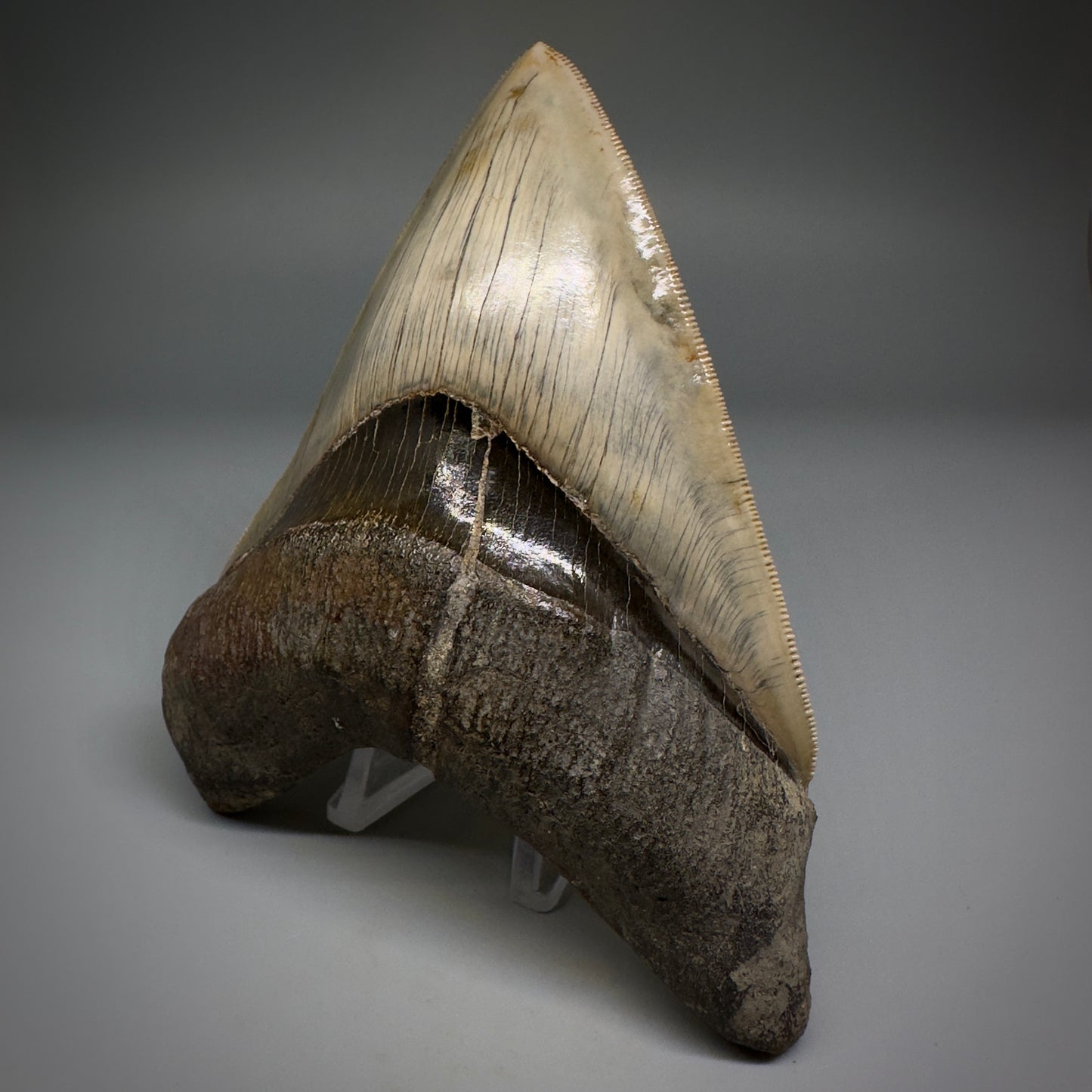 Collector's Quality GEM 5.12" Fossil Megalodon Shark Tooth from West Java, Indonesia CM5208 - Front3