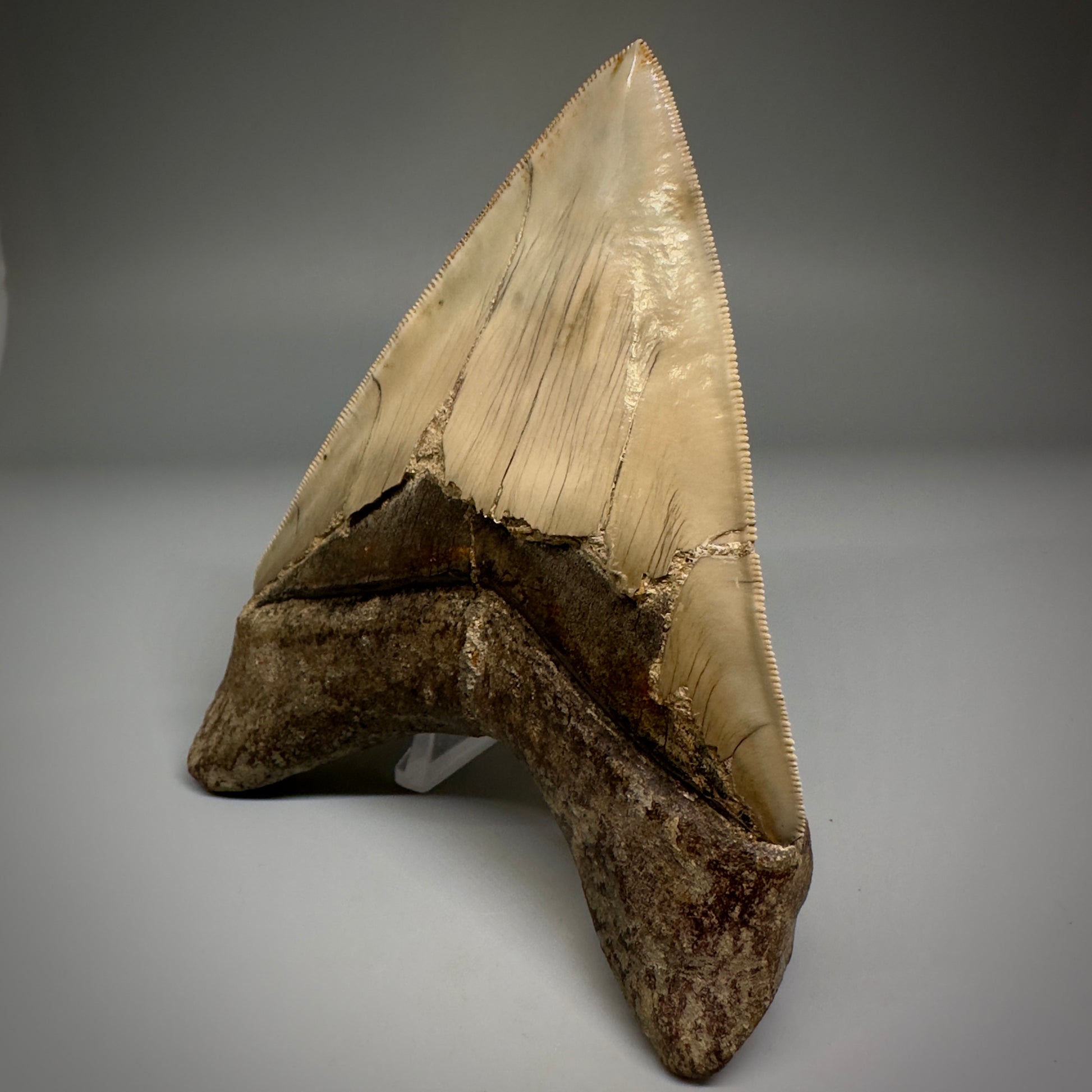 Collector's Quality GEM 5.12" Fossil Megalodon Shark Tooth from West Java, Indonesia CM5208 - Back1
