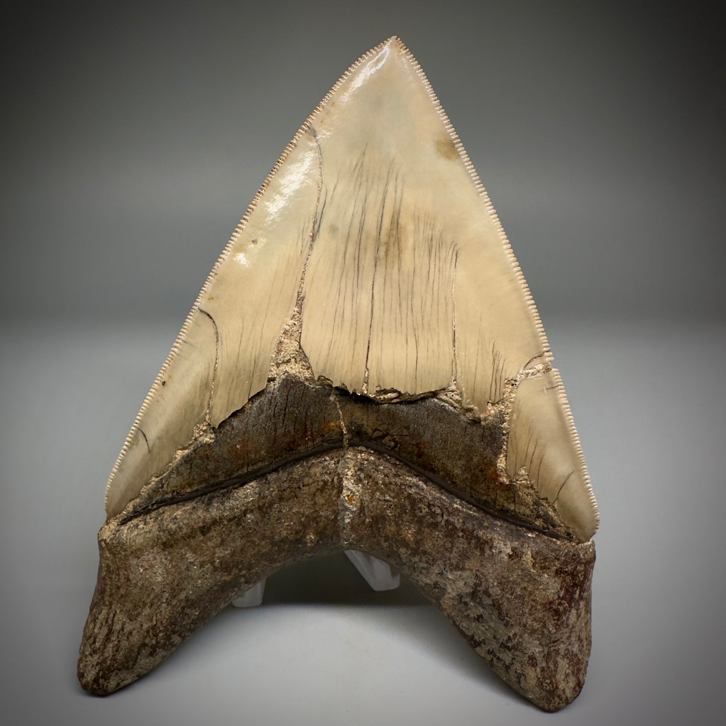 Collector's Quality GEM 5.12" Fossil Megalodon Shark Tooth from West Java, Indonesia CM5208 - Back