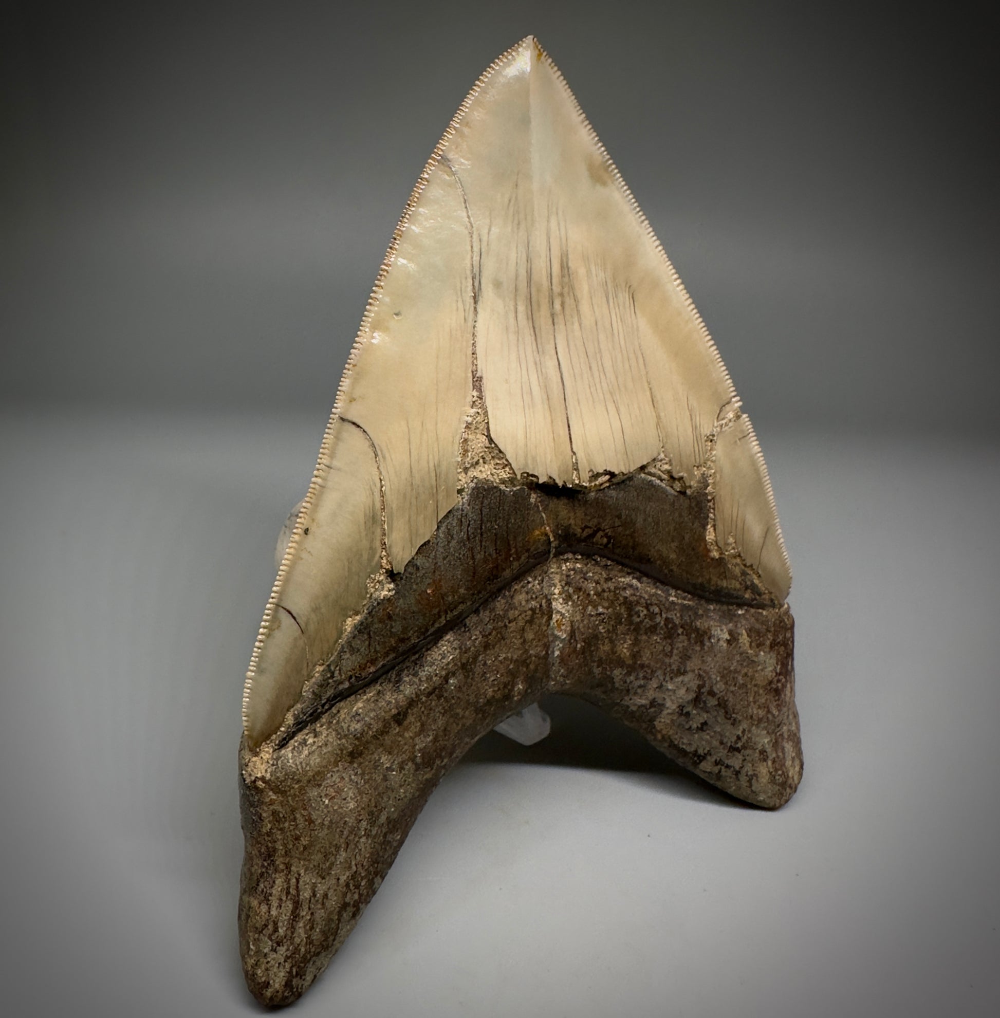 Collector's Quality GEM 5.12" Fossil Megalodon Shark Tooth from West Java, Indonesia CM5208 - Back 2