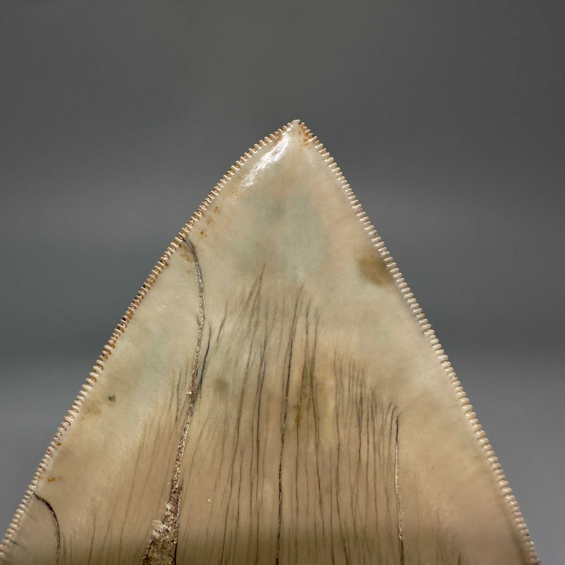 Collector's Quality GEM 5.12" Fossil Megalodon Shark Tooth from West Java, Indonesia CM5208 - Back Tip