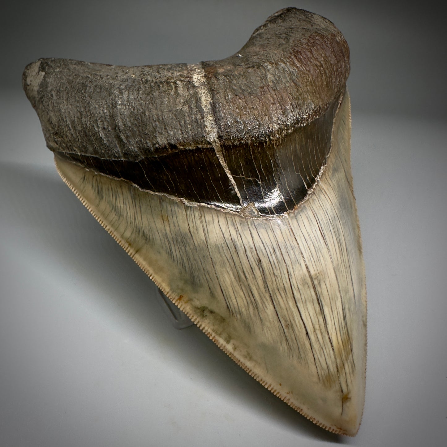 Collector's Quality GEM 5.12" Fossil Megalodon Shark Tooth from West Java, Indonesia CM5208 - Front Left