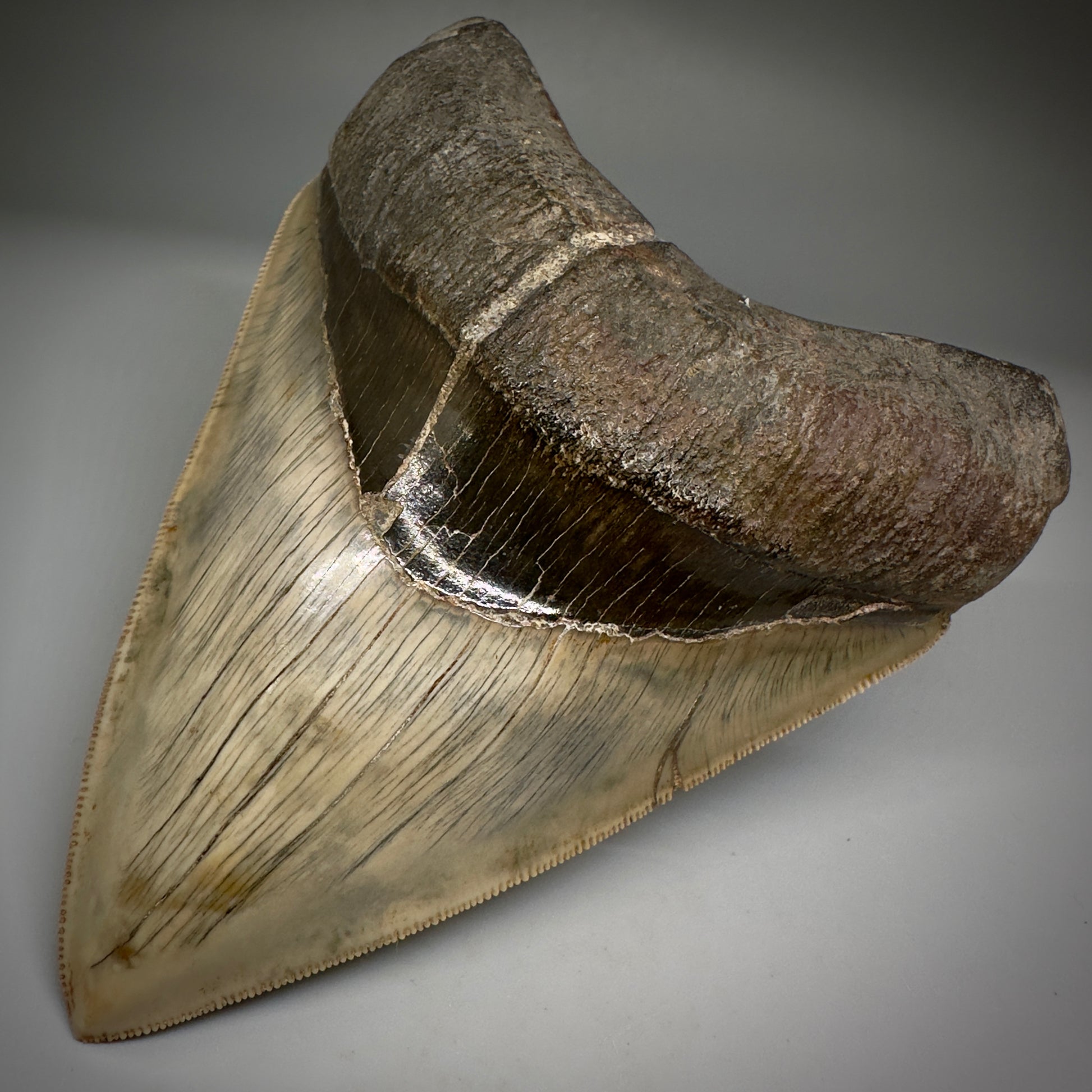 Collector's Quality GEM 5.12" Fossil Megalodon Shark Tooth from West Java, Indonesia CM5208 - Front Right