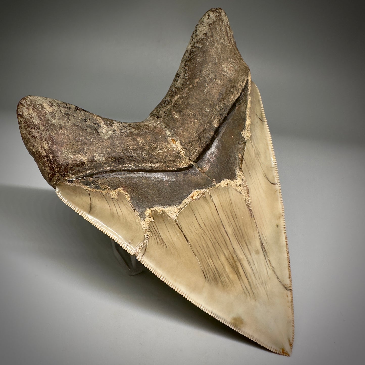 Collector's Quality GEM 5.12" Fossil Megalodon Shark Tooth from West Java, Indonesia CM5208 - Back Left