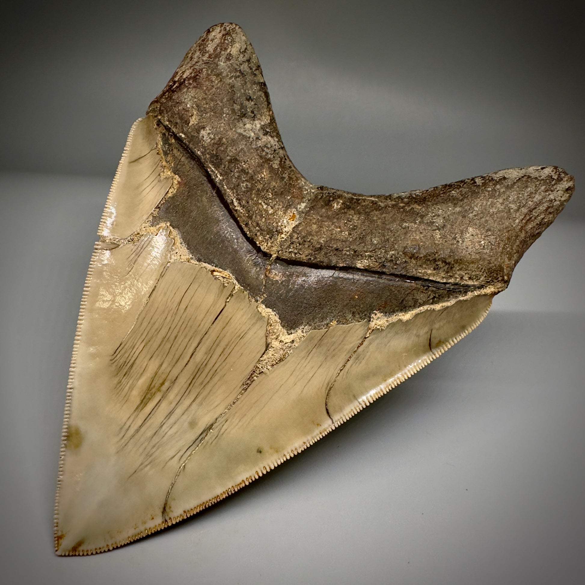Collector's Quality GEM 5.12" Fossil Megalodon Shark Tooth from West Java, Indonesia CM5208 - Back Right