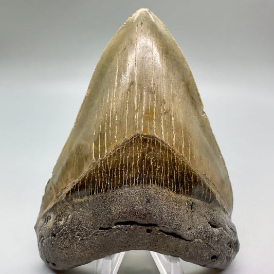 Colorful, serrated 4.41" Fossil Megalodon Tooth from North Carolina CM4686 - Front