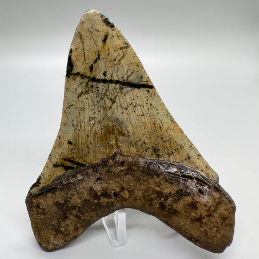 Colorful prints 4.25" Fossil Megalodon Tooth from North Carolina CM4684 - Back