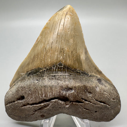 Sharply serrated, colorful 3.67" Fossil Megalodon Tooth: North Carolina CM4679 - Front