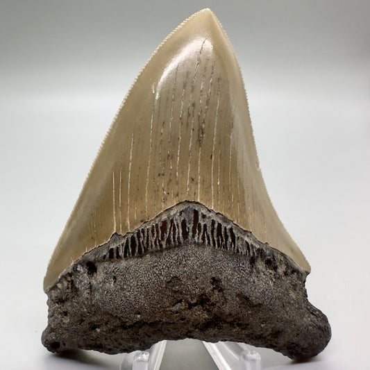 Colorful, serrated 4.02" Fossil Megalodon Tooth from North Carolina CM4683 - Front
