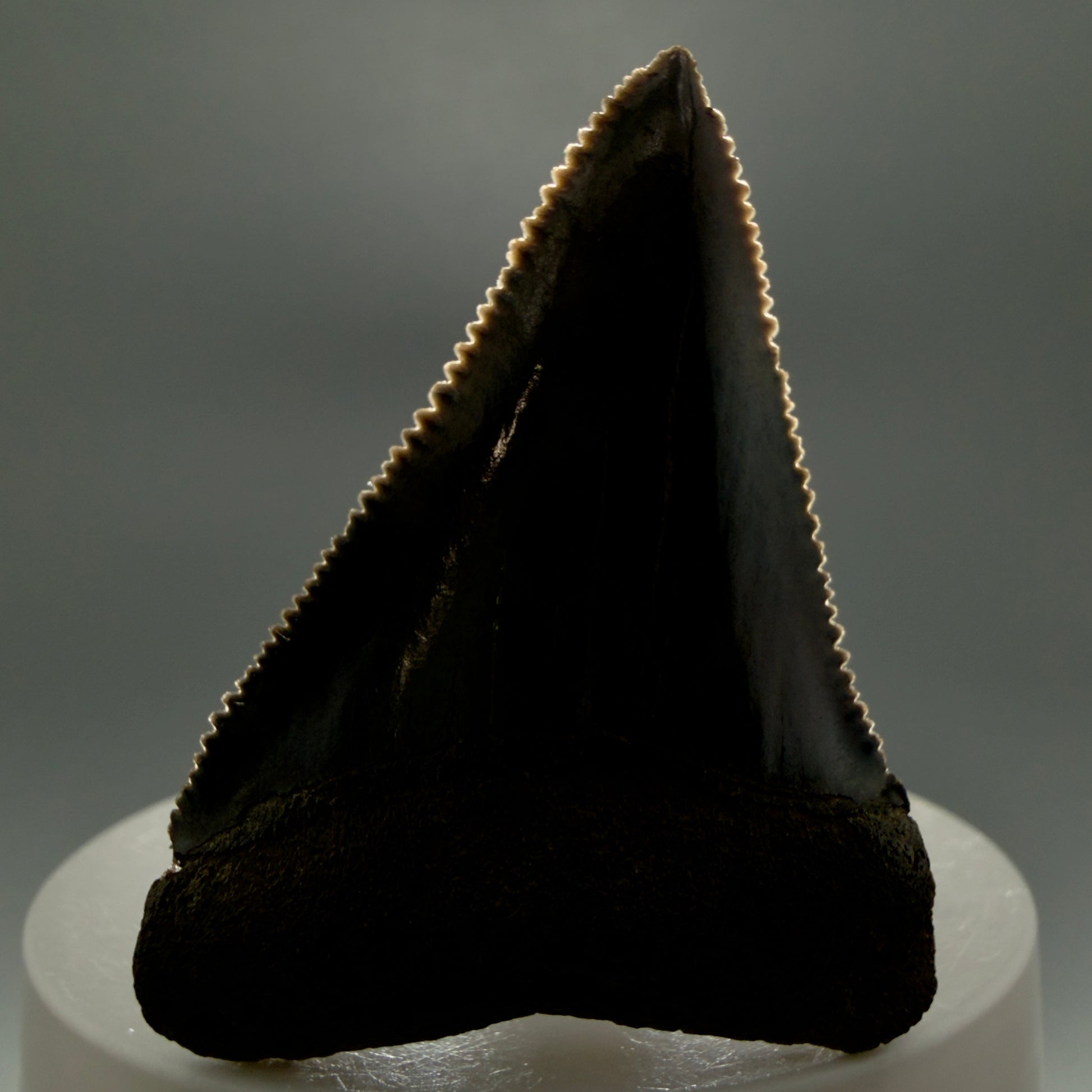 Front View Very colorful, sharply serrated 2.19" Fossil Great White Tooth for Sale GW1251 - 2