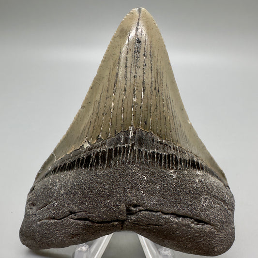 Sharply serrated, colorful 3.55" Fossil Megalodon Tooth: North Carolina CM4678 - Front