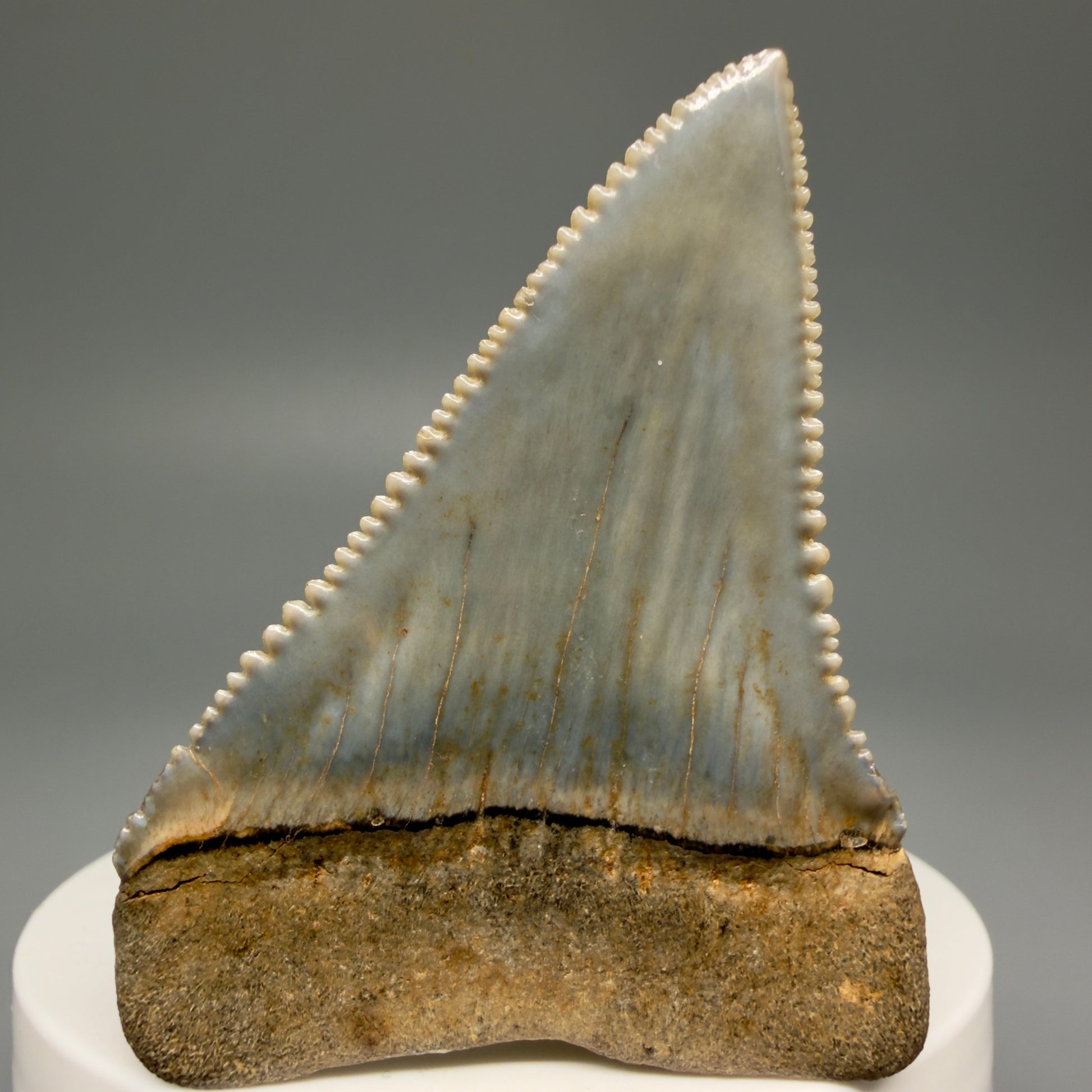 Back View Stunning, high quality 2.34" long Fossil Great White Tooth from the deserts of Peru GW1249 