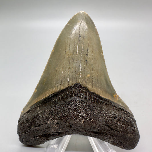 Sharply serrated, colorful 3.10" Fossil Megalodon Tooth: North Carolina CM4675 - Front