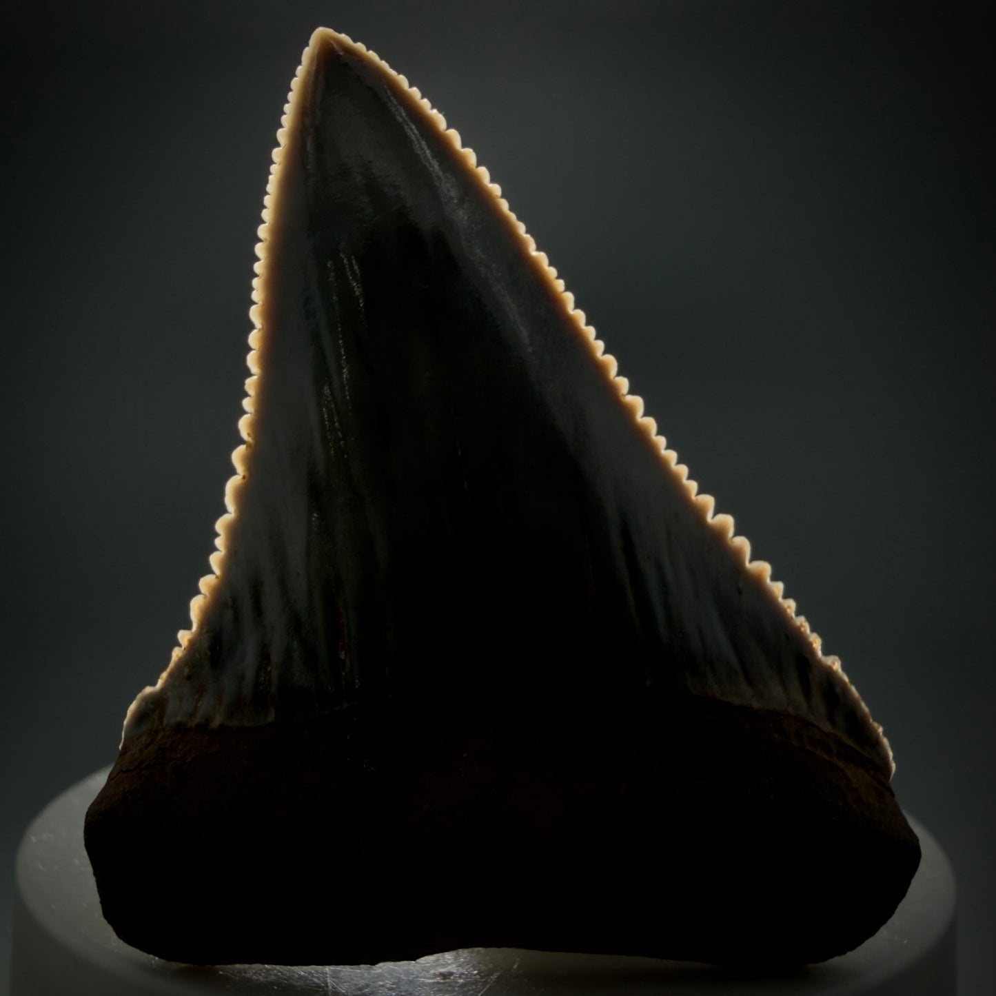 Front View Stunning, high quality 2.34" long Fossil Great White Tooth from the deserts of Peru GW1249 - 1