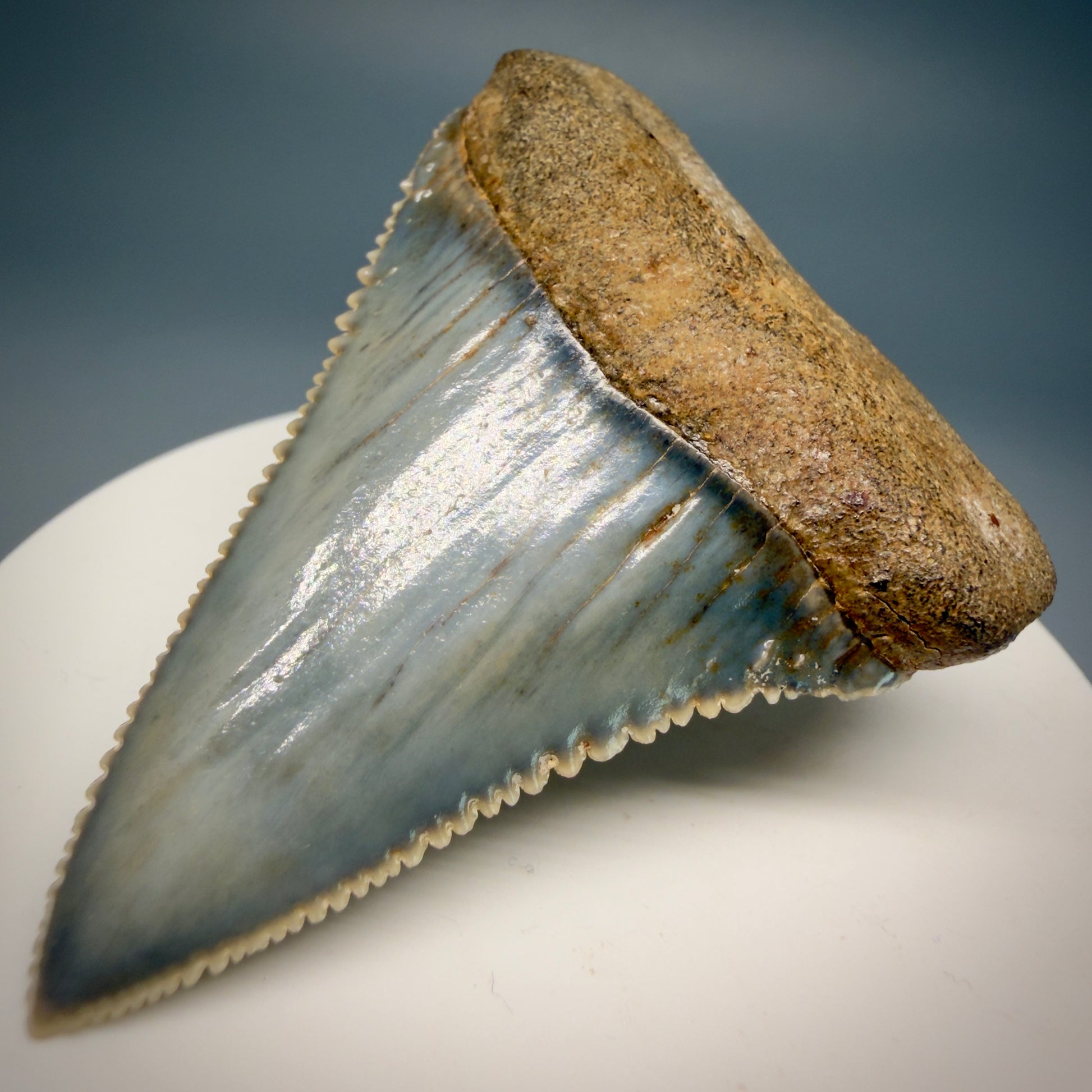 Front Right View Stunning, high quality 2.34" long Fossil Great White Tooth from the deserts of Peru GW1249 