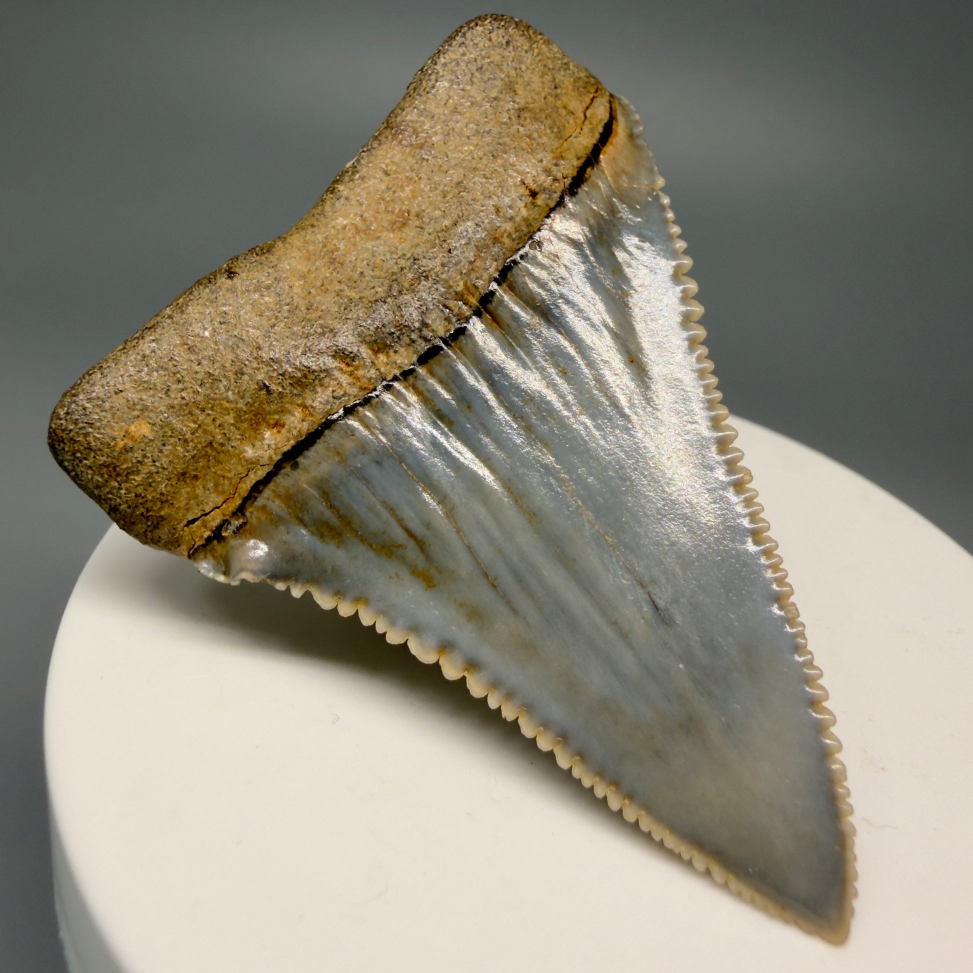 Back Left View Stunning, high quality 2.34" long Fossil Great White Tooth from the deserts of Peru GW1249 