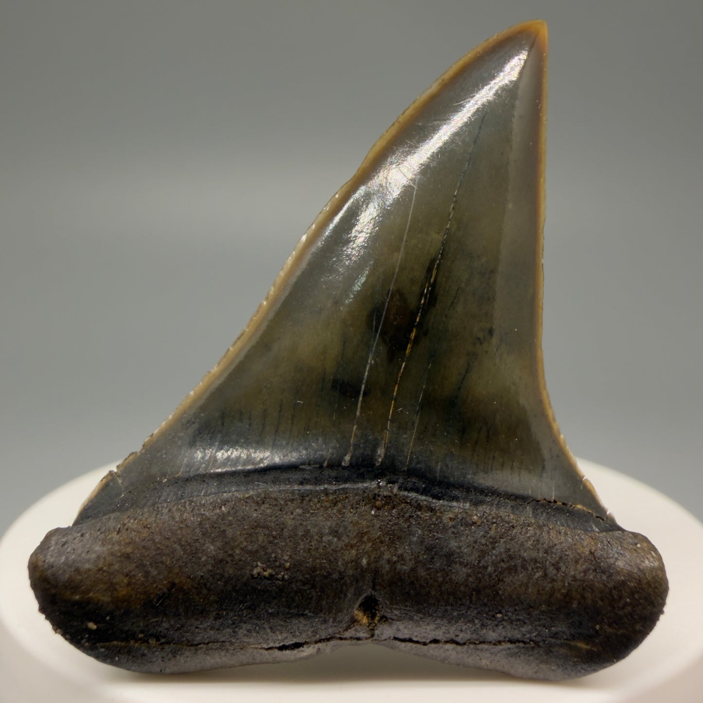 Front View Stunning, high quality 1.96" long Fossil Transitional Great White - Carcharodon hubbelli Tooth from Peru | Authentic Fossil for Sale GW1246 - 1