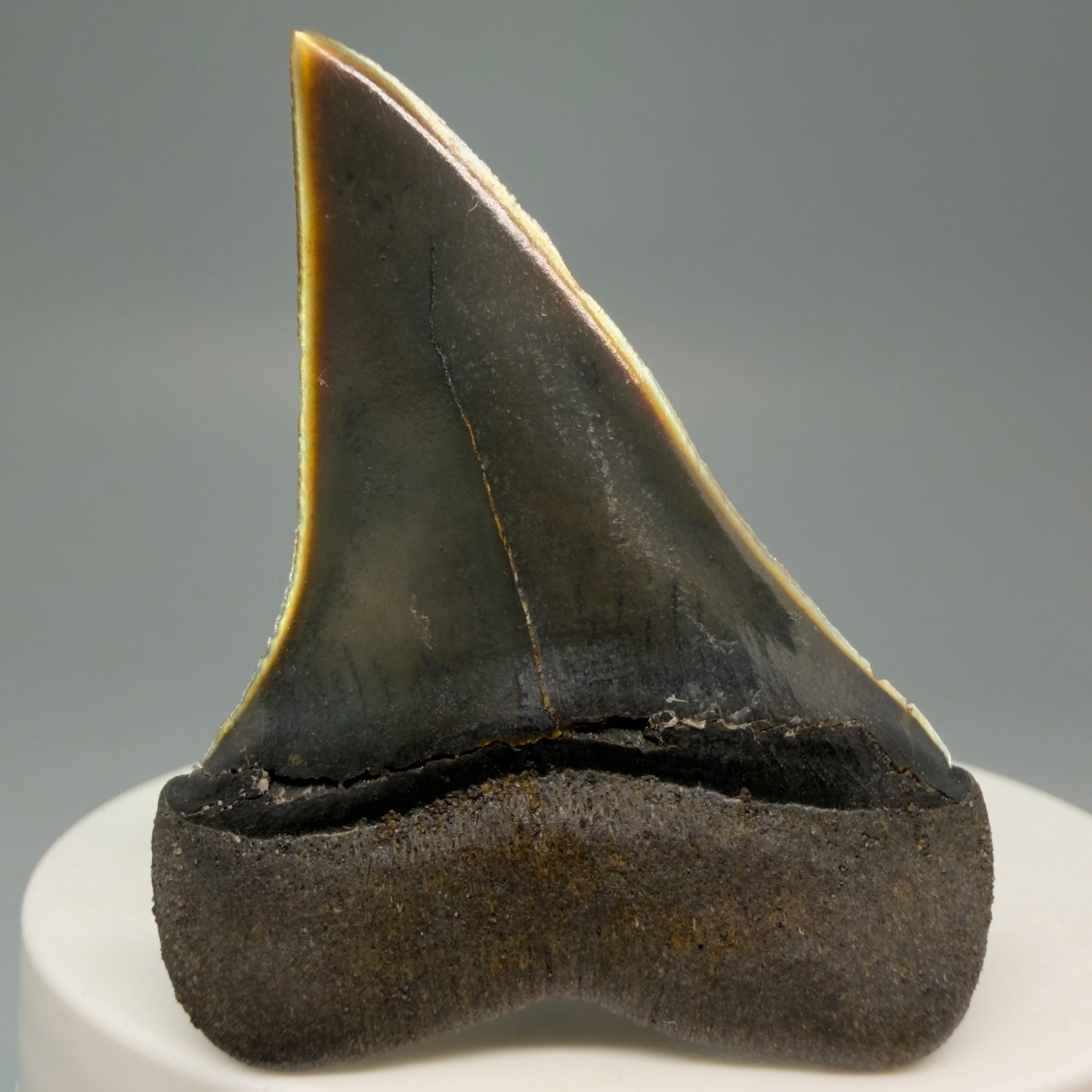 Back View Stunning, high quality 1.96" long Fossil Transitional Great White - Carcharodon hubbelli Tooth from Peru | Authentic Fossil for Sale GW1246