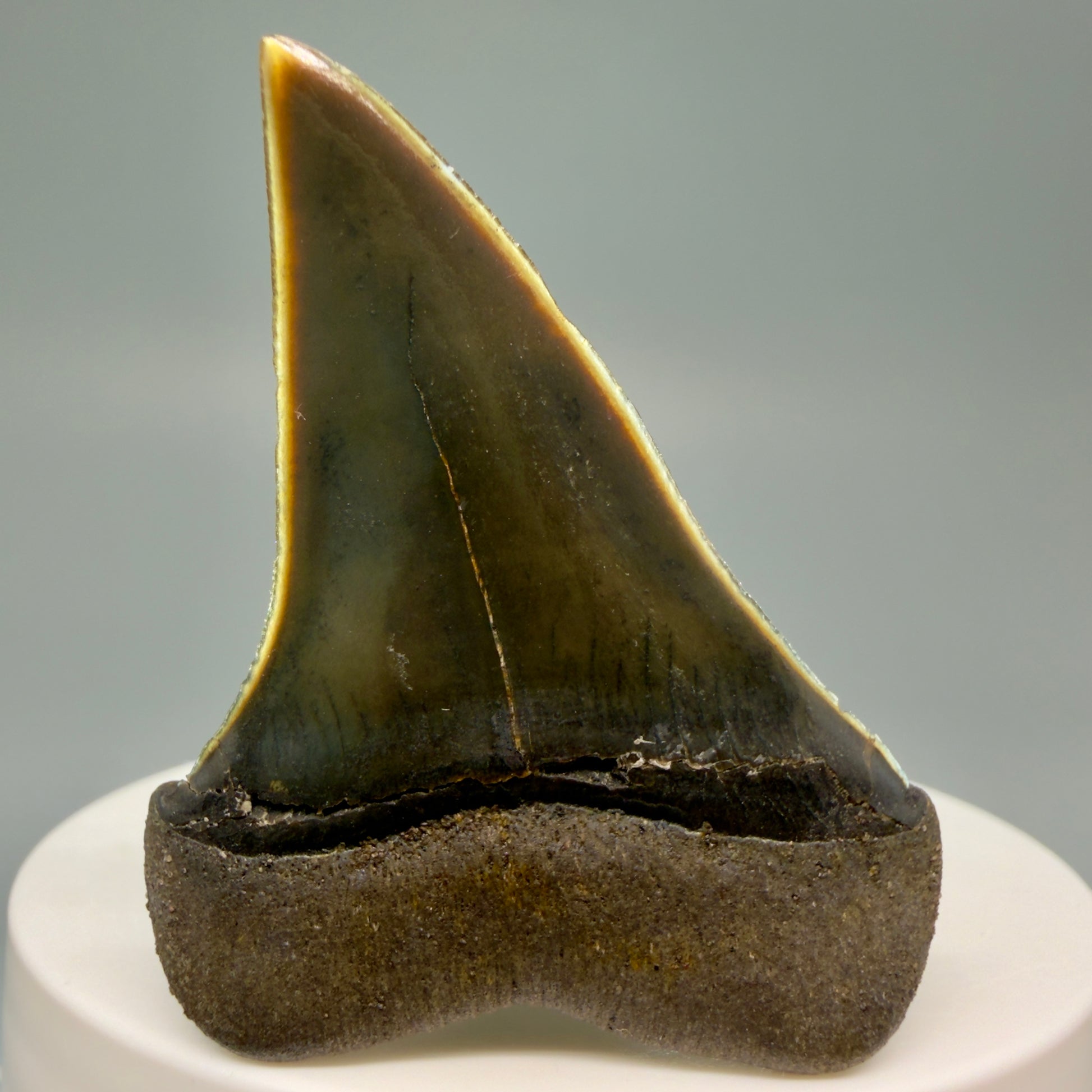 Back View Stunning, high quality 1.96" long Fossil Transitional Great White - Carcharodon hubbelli Tooth from Peru | Authentic Fossil for Sale GW1246 - 1