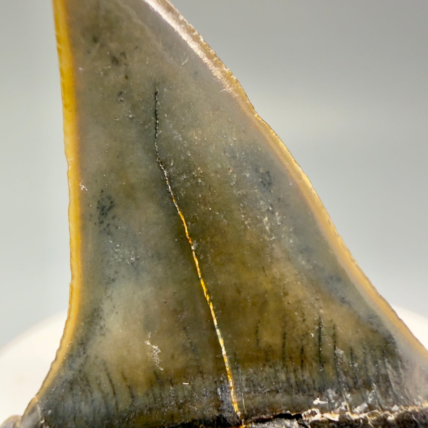 Serration details View Stunning, high quality 1.96" long Fossil Transitional Great White - Carcharodon hubbelli Tooth from Peru | Authentic Fossil for Sale GW1246