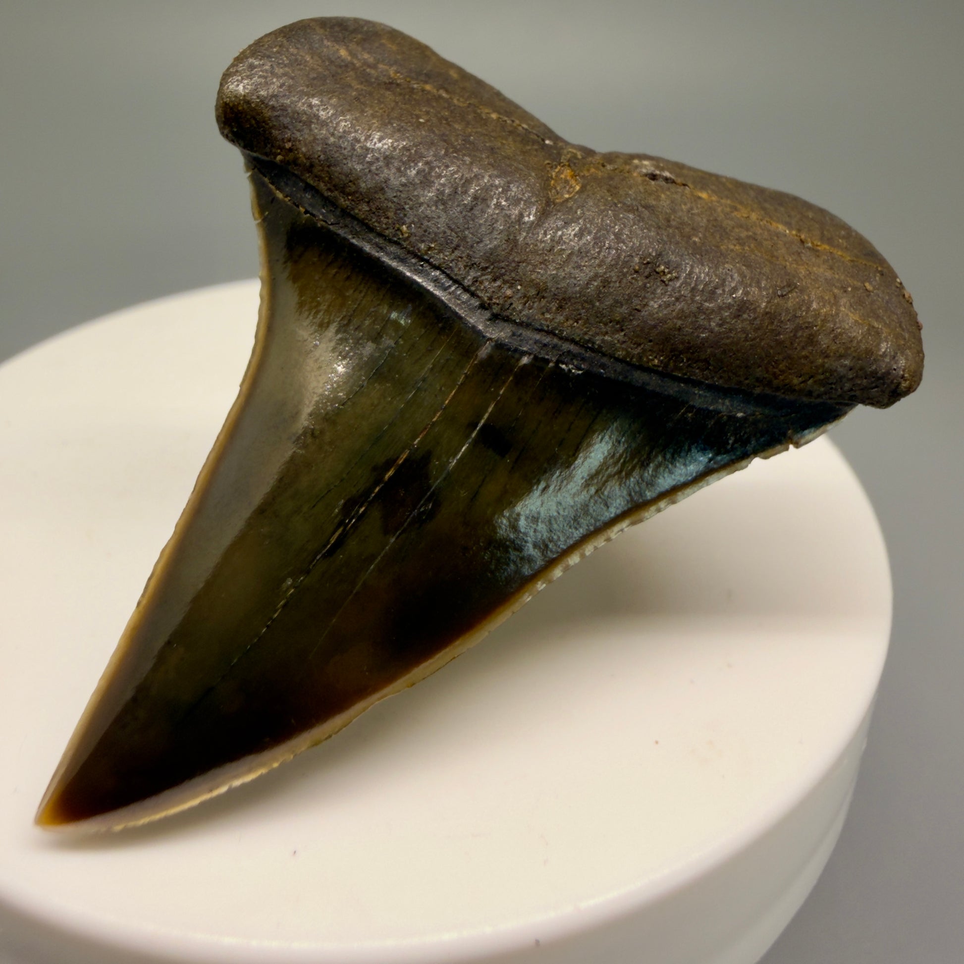 Front Right View Stunning, high quality 1.96" long Fossil Transitional Great White - Carcharodon hubbelli Tooth from Peru | Authentic Fossil for Sale GW1246