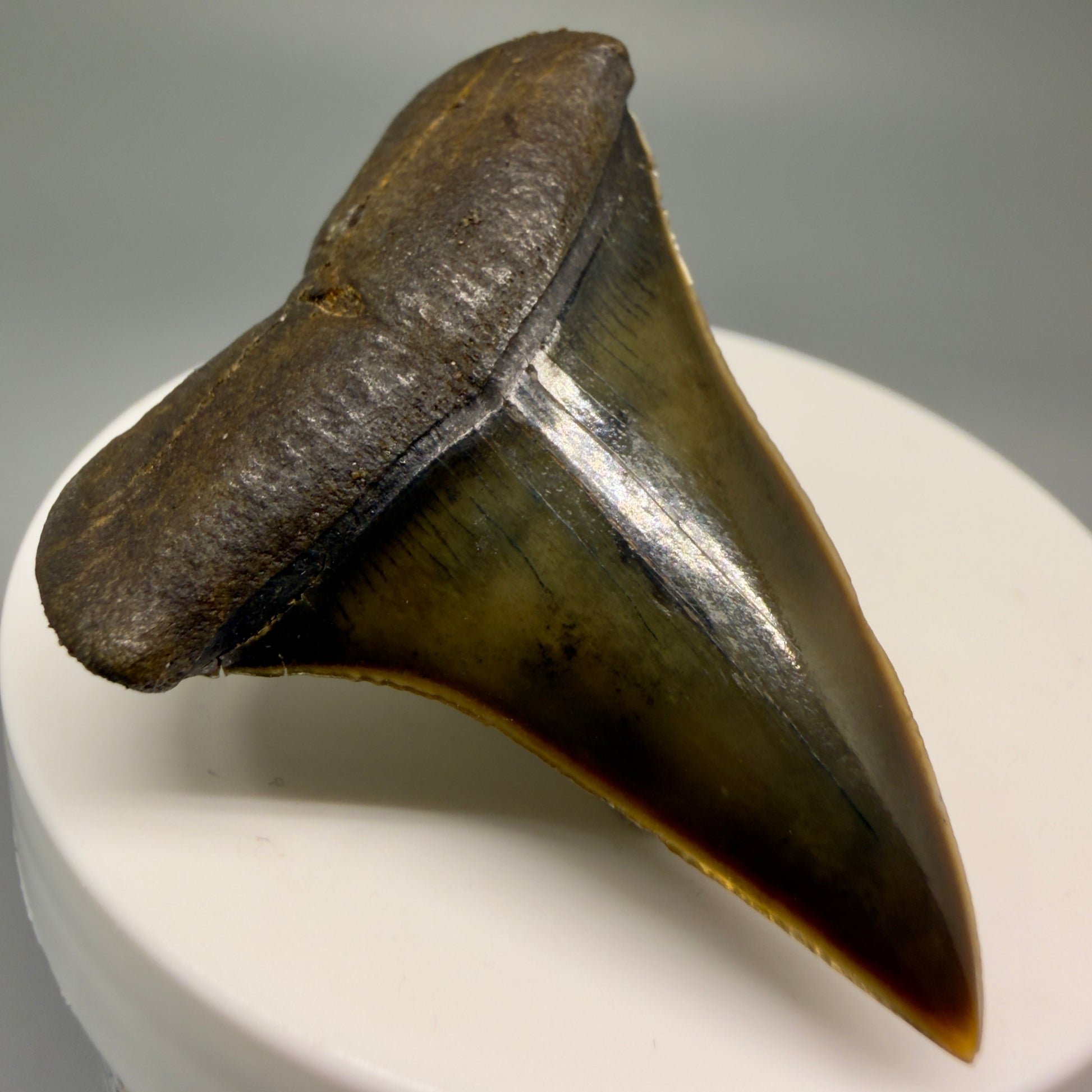 Front Left View Stunning, high quality 1.96" long Fossil Transitional Great White - Carcharodon hubbelli Tooth from Peru | Authentic Fossil for Sale GW1246