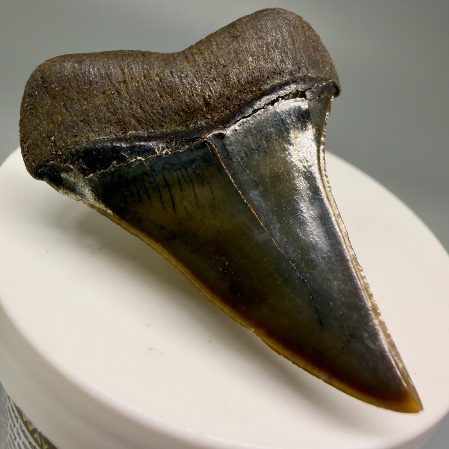 Back Left View Stunning, high quality 1.96" long Fossil Transitional Great White - Carcharodon hubbelli Tooth from Peru | Authentic Fossil for Sale GW1246