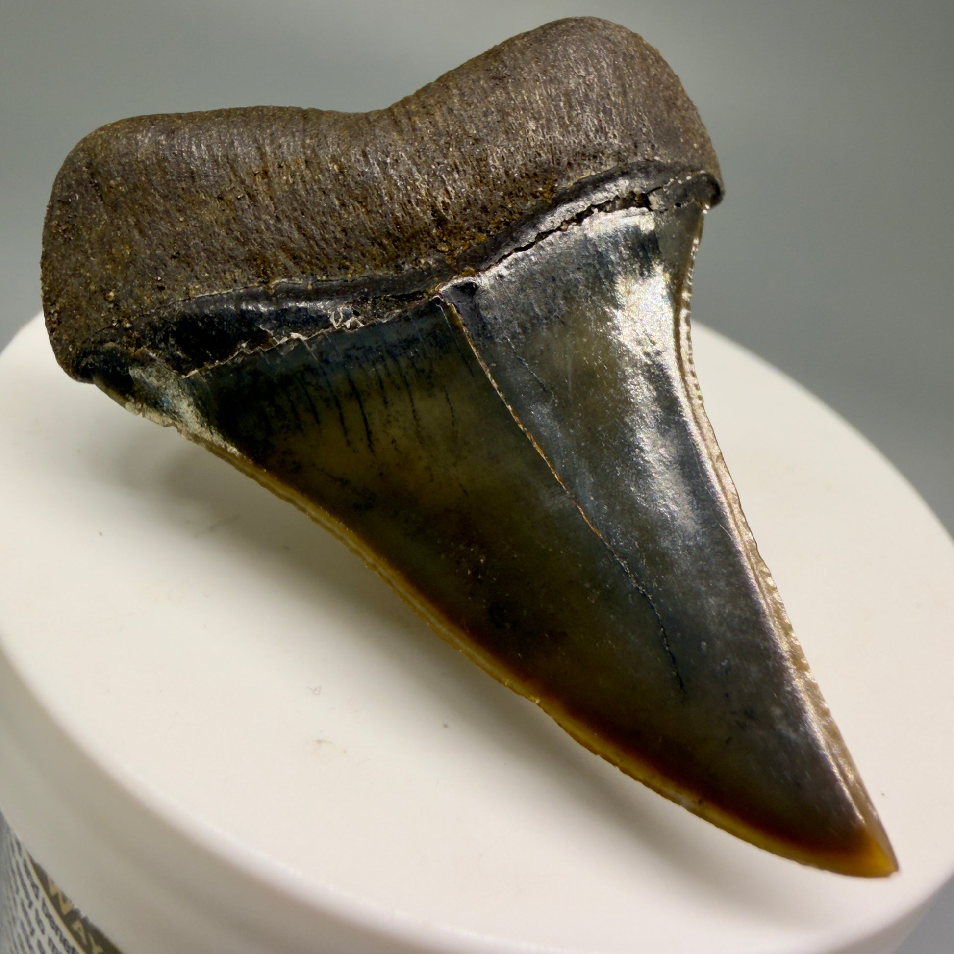 Back Left View Stunning, high quality 1.96" long Fossil Transitional Great White - Carcharodon hubbelli Tooth from Peru | Authentic Fossil for Sale GW1246