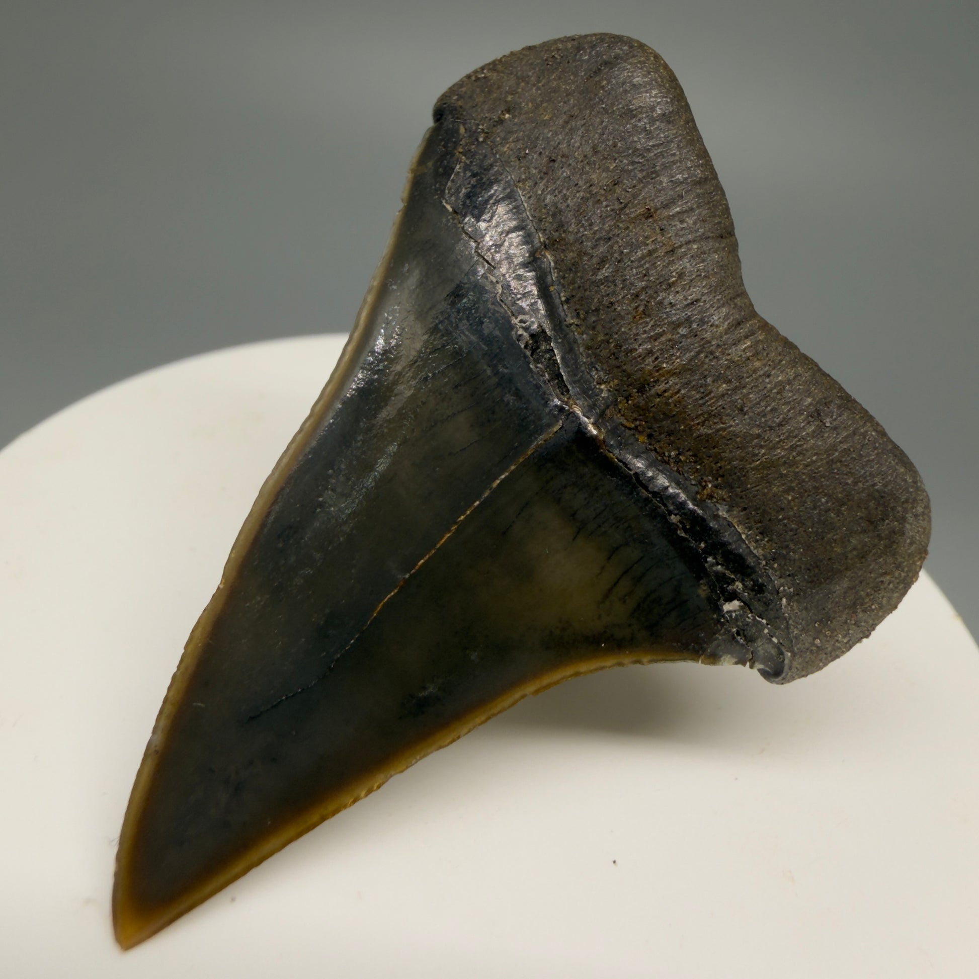 Back Right View Stunning, high quality 1.96" long Fossil Transitional Great White - Carcharodon hubbelli Tooth from Peru | Authentic Fossil for Sale GW1246