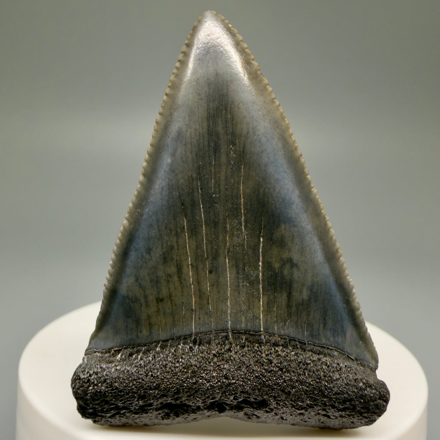 Front View Very colorful, sharply serrated 2.16" Fossil Great White Tooth for Sale GW1250 - 3