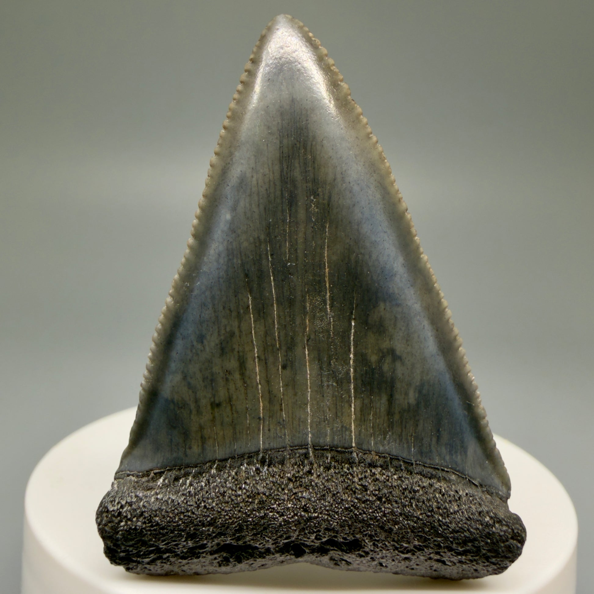 Front View Very colorful, sharply serrated 2.16" Fossil Great White Tooth for Sale GW1250 - 3