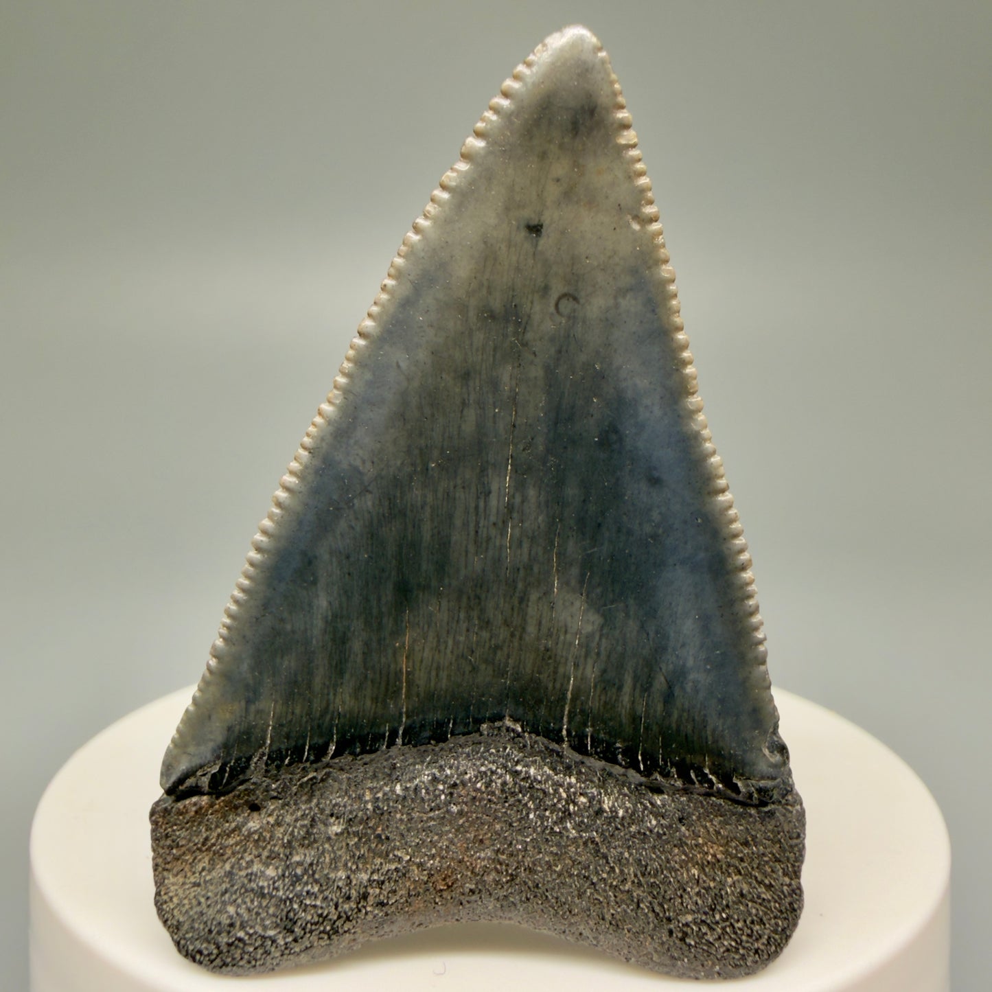 Back View Very colorful, sharply serrated 2.16" Fossil Great White Tooth for Sale GW1250