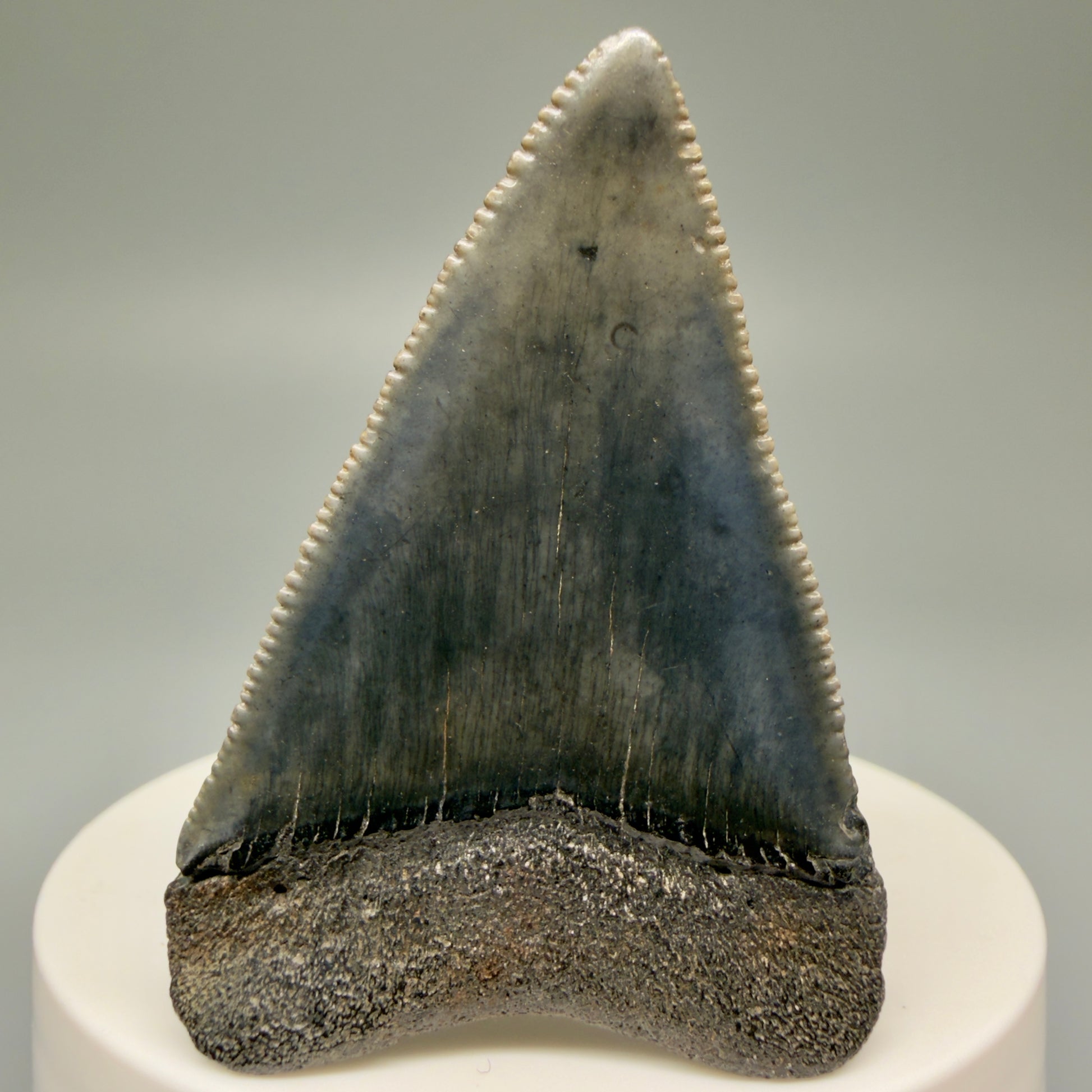Back View Very colorful, sharply serrated 2.16" Fossil Great White Tooth for Sale GW1250