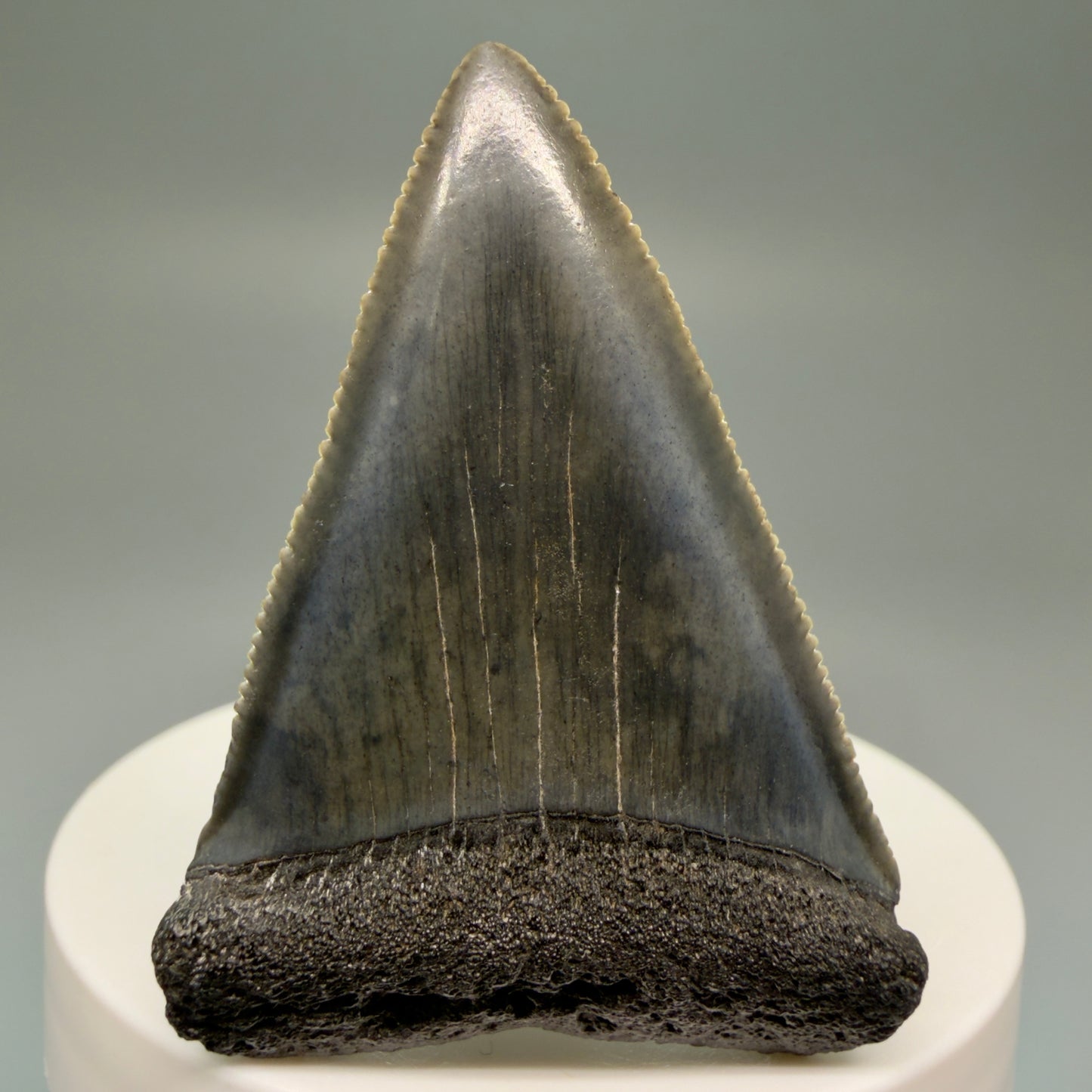 Front View Very colorful, sharply serrated 2.16" Fossil Great White Tooth for Sale GW1250 - 1