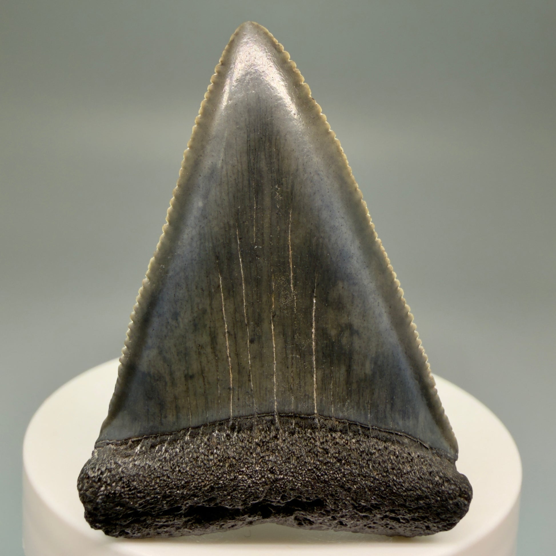 Front View Very colorful, sharply serrated 2.16" Fossil Great White Tooth for Sale GW1250 - 1