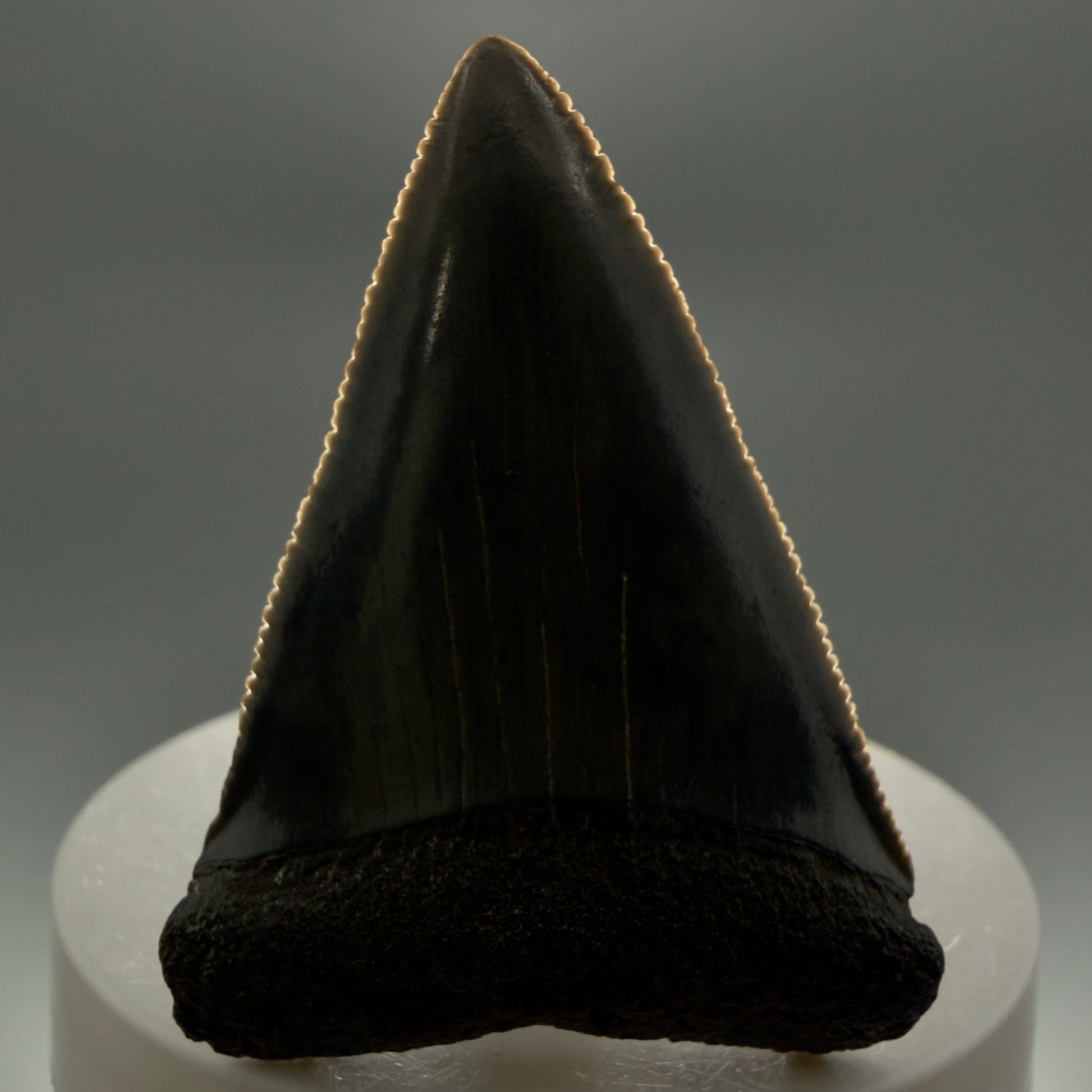 Front View Very colorful, sharply serrated 2.16" Fossil Great White Tooth for Sale GW1250 - 2