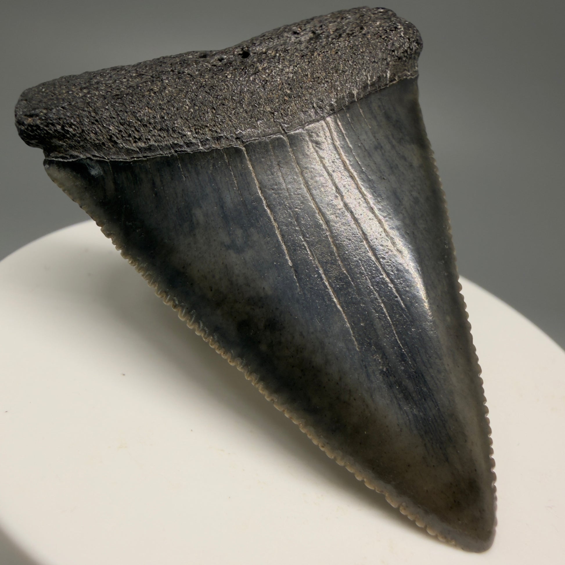 Front Left View Very colorful, sharply serrated 2.16" Fossil Great White Tooth for Sale GW1250 