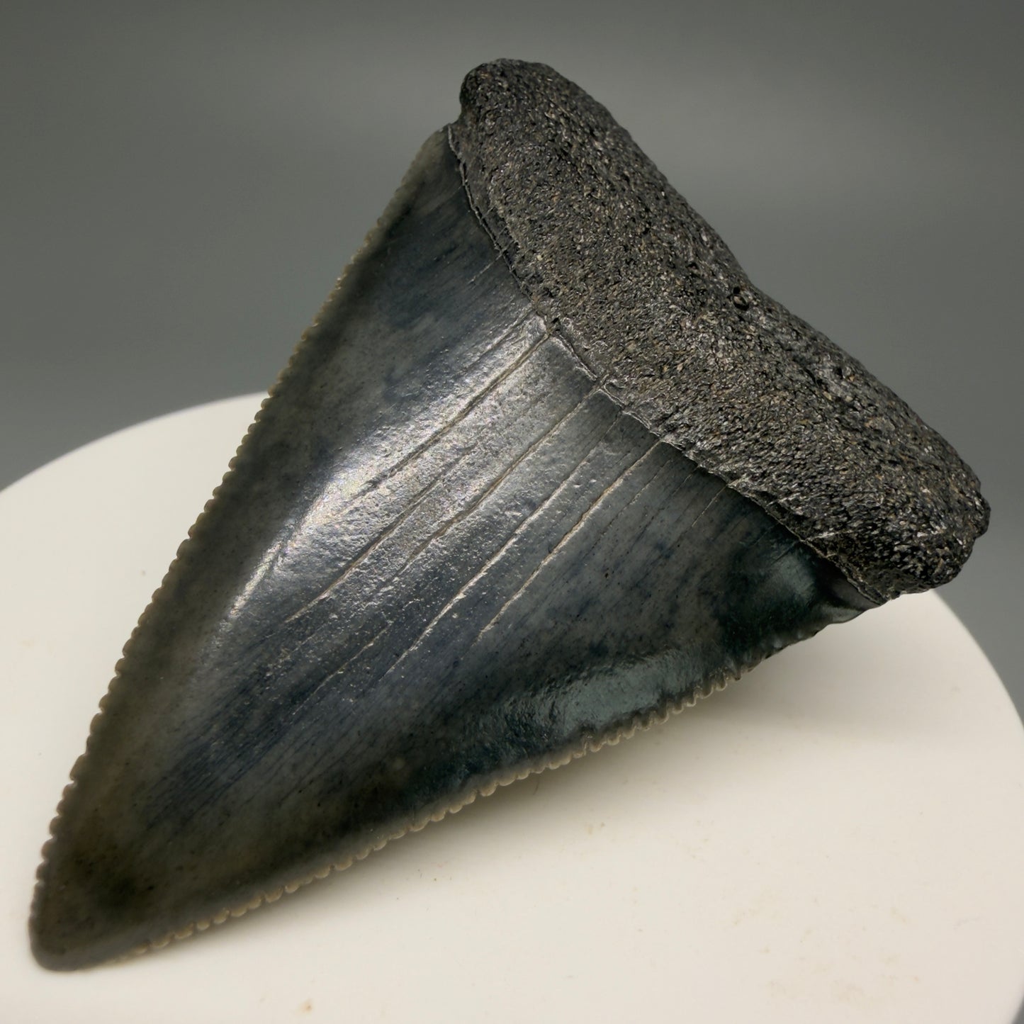 Front Right View Very colorful, sharply serrated 2.16" Fossil Great White Tooth for Sale GW1250