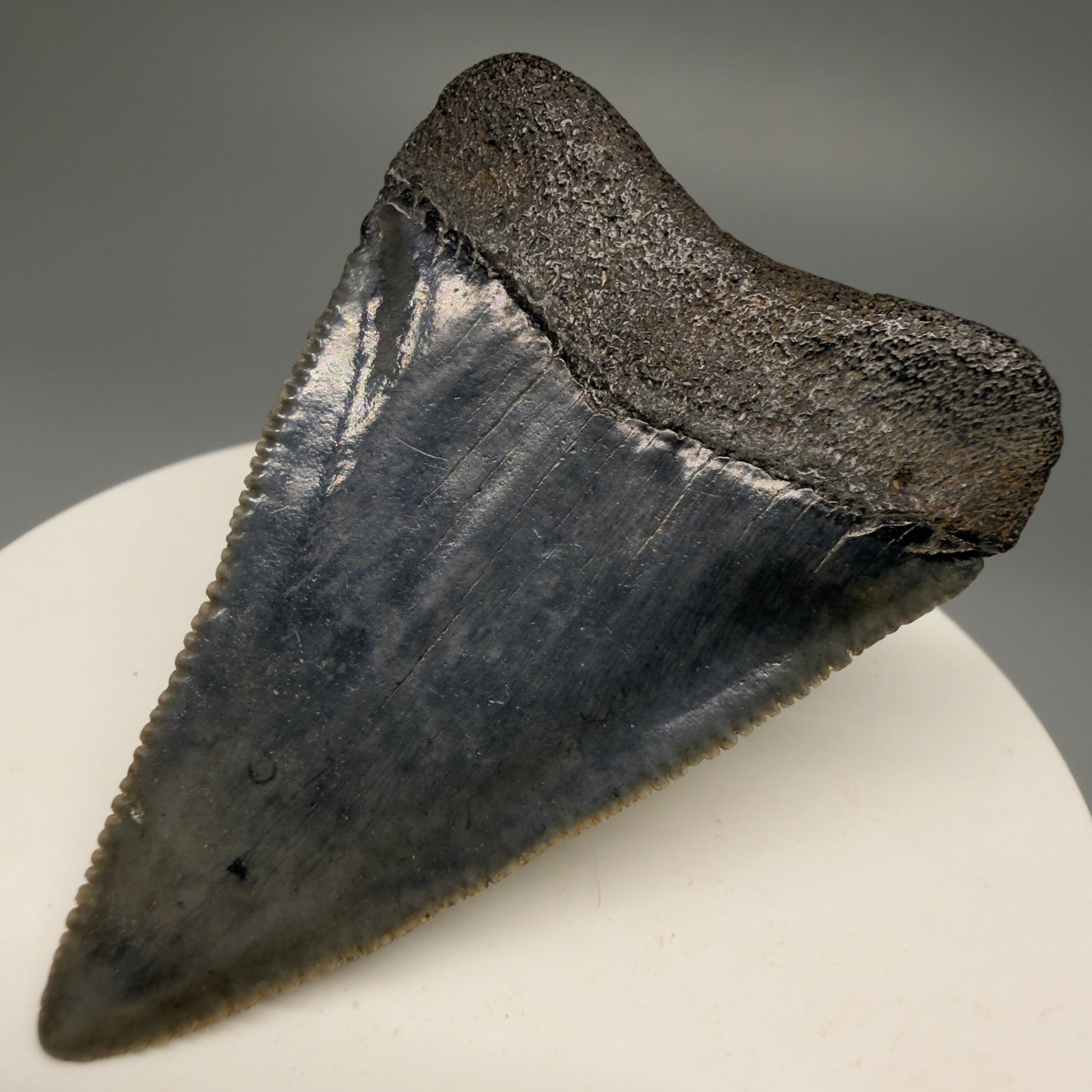 Back Right View Very colorful, sharply serrated 2.16" Fossil Great White Tooth for Sale GW1250