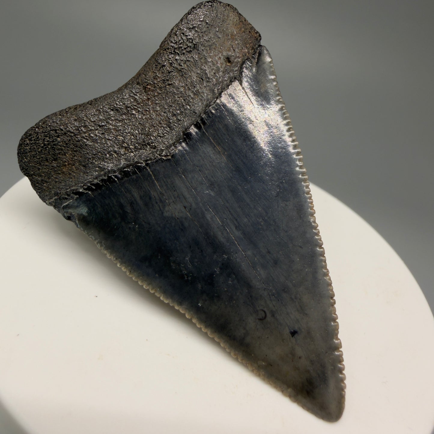 Back Left View Very colorful, sharply serrated 2.16" Fossil Great White Tooth for Sale GW1250