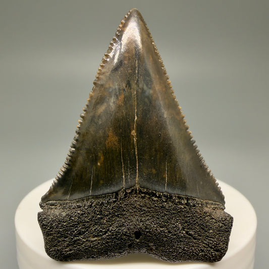 Very colorful, sharply serrated 2.08" Fossil Great White Tooth for Sale