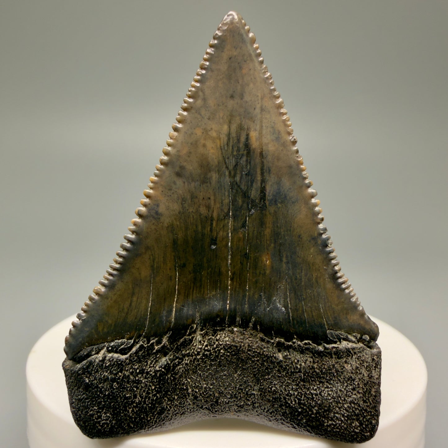 Very colorful, sharply serrated 2.08" Fossil Great White Tooth for Sale