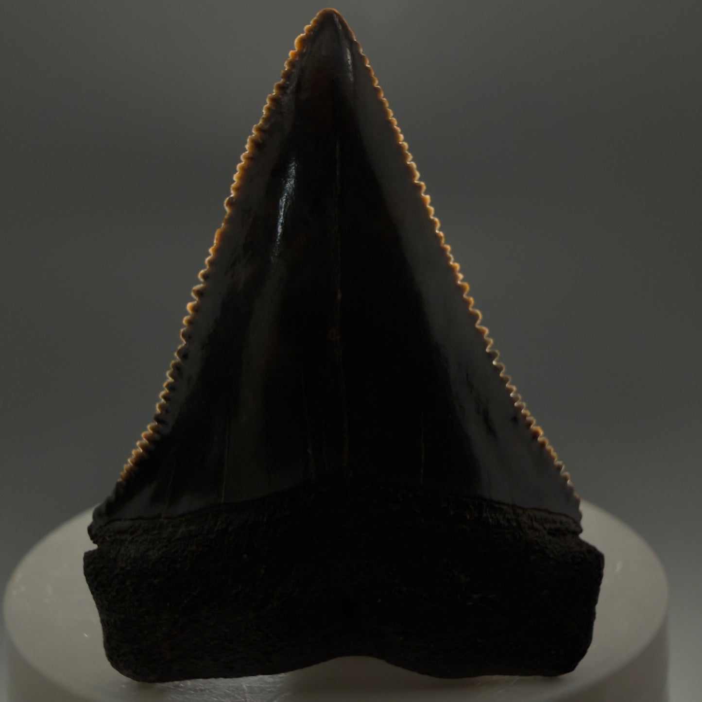 Very colorful, sharply serrated 2.08" Fossil Great White Tooth for Sale