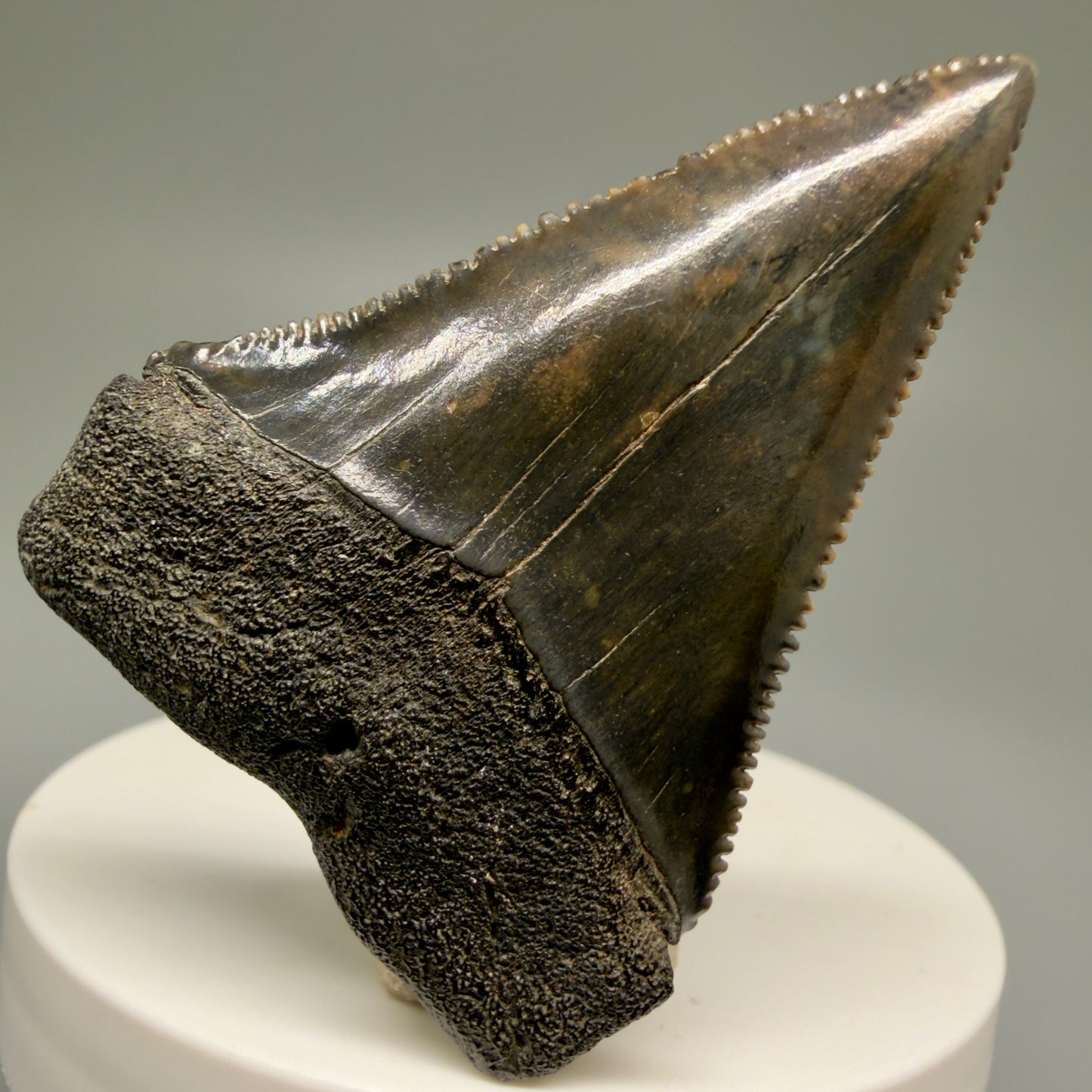 Very colorful, sharply serrated 2.08" Fossil Great White Tooth for Sale