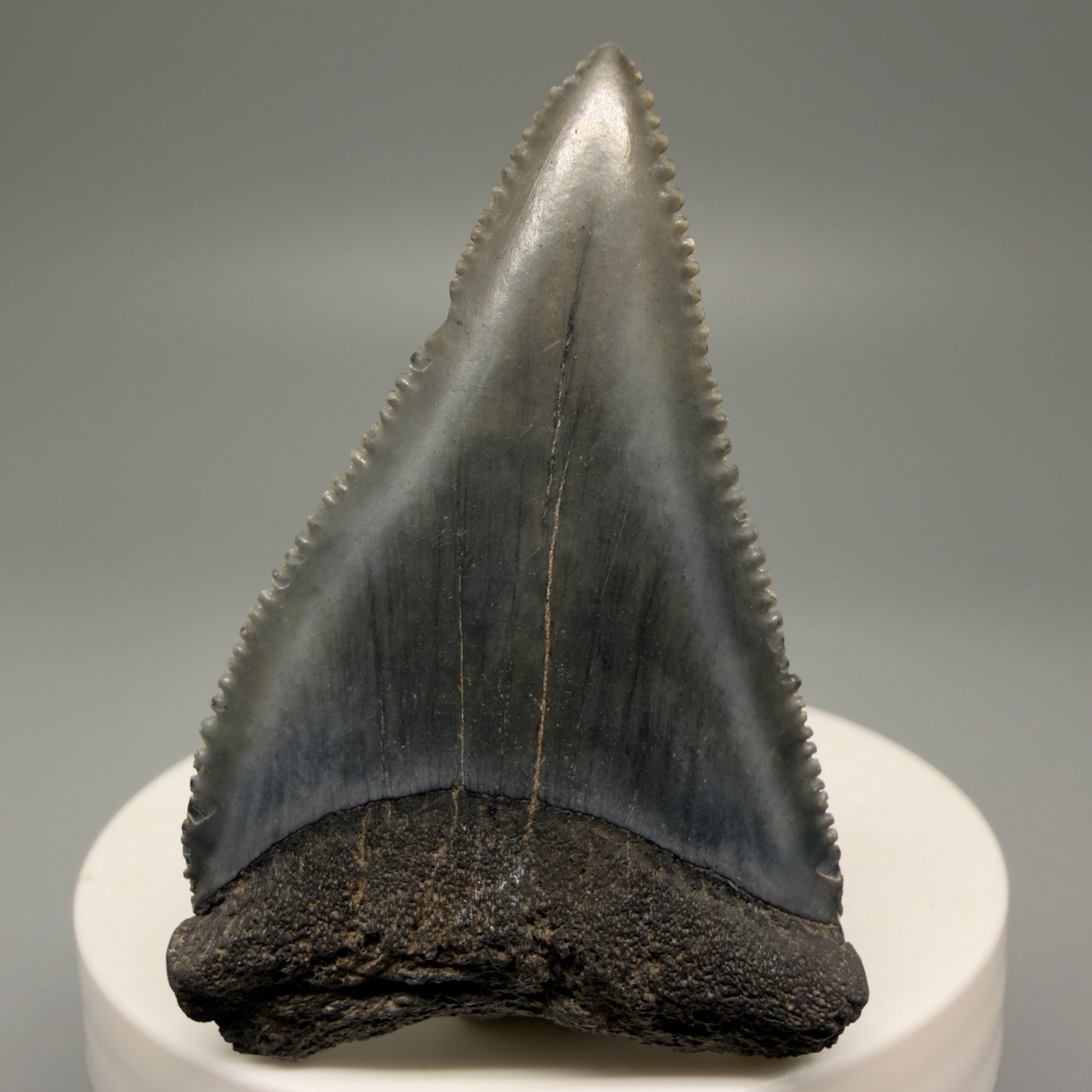 Front View Dark Colors, sharply serrated 2.23" Fossil Great White Tooth for Sale GW1252 - 3