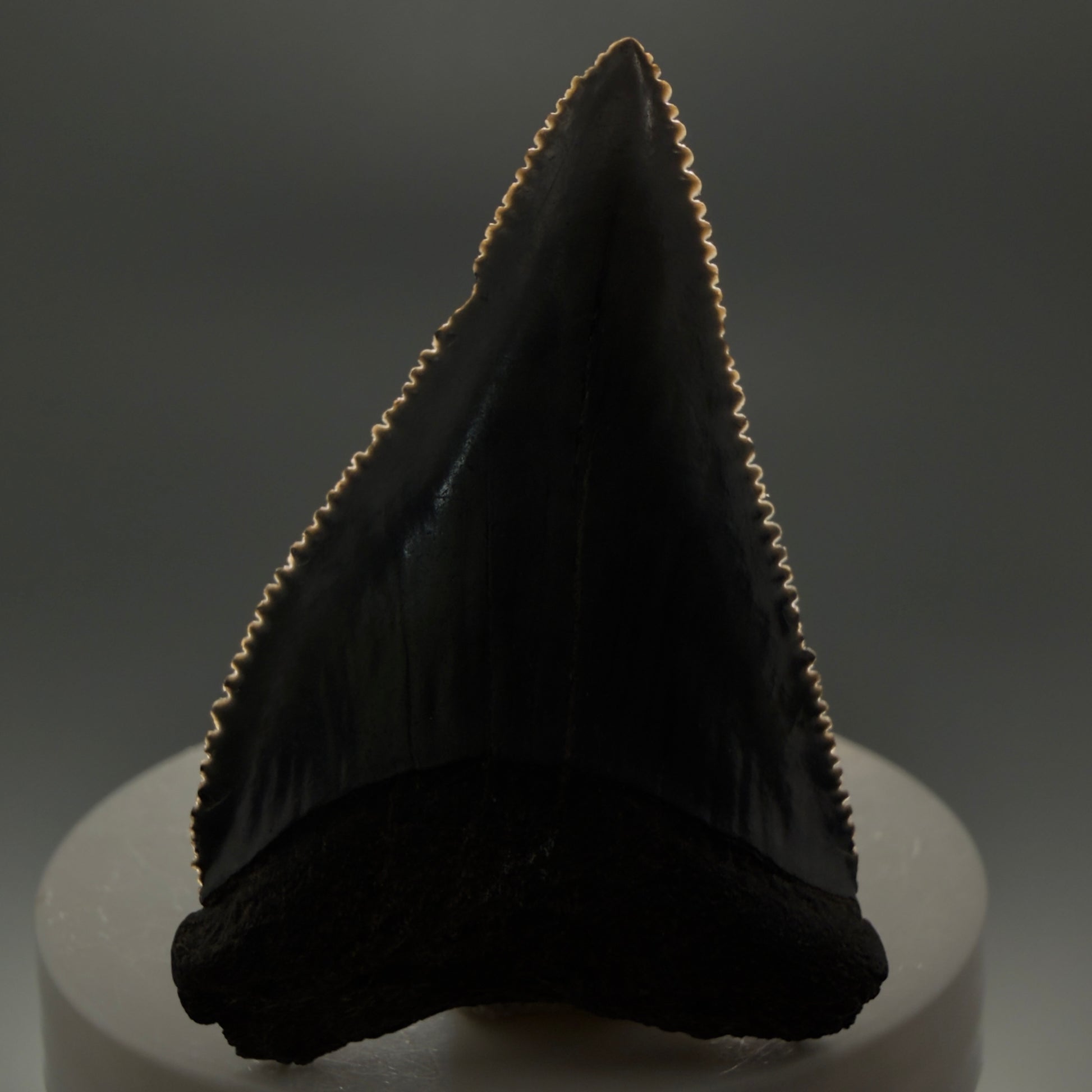 Front View Dark Colors, sharply serrated 2.23" Fossil Great White Tooth for Sale GW1252 - 1