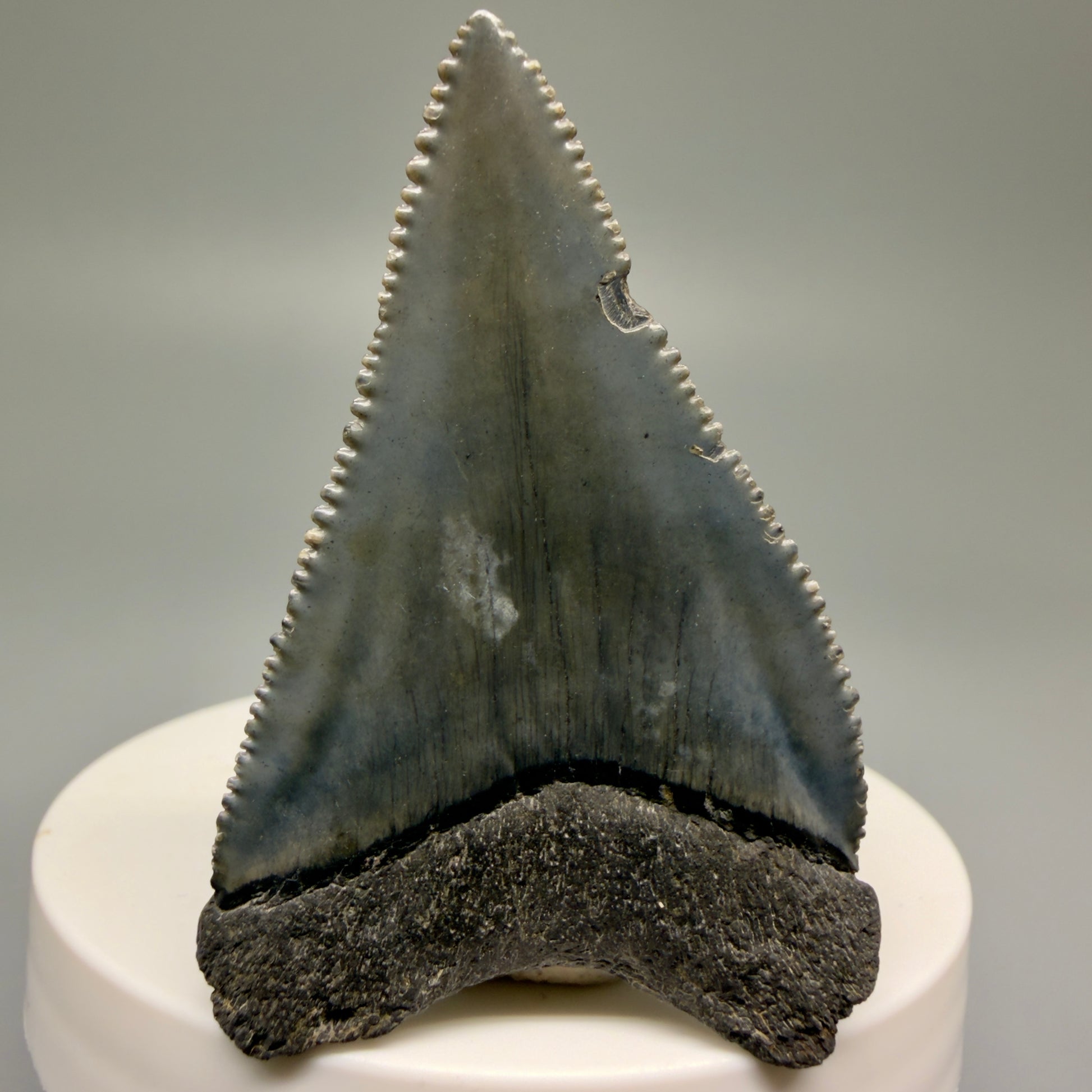 Back View Dark Colors, sharply serrated 2.23" Fossil Great White Tooth for Sale GW1252 