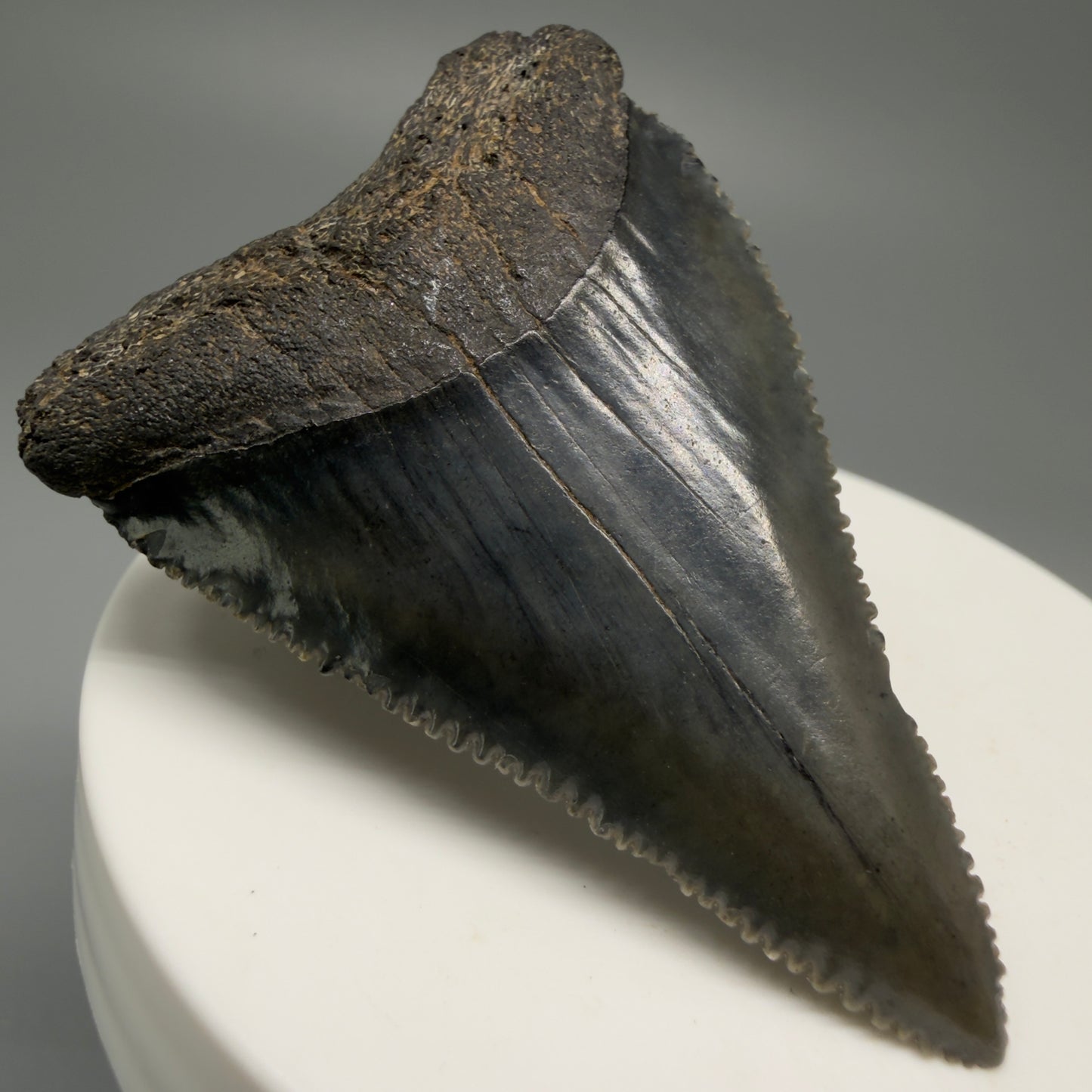 Front Left View Dark Colors, sharply serrated 2.23" Fossil Great White Tooth for Sale GW1252 