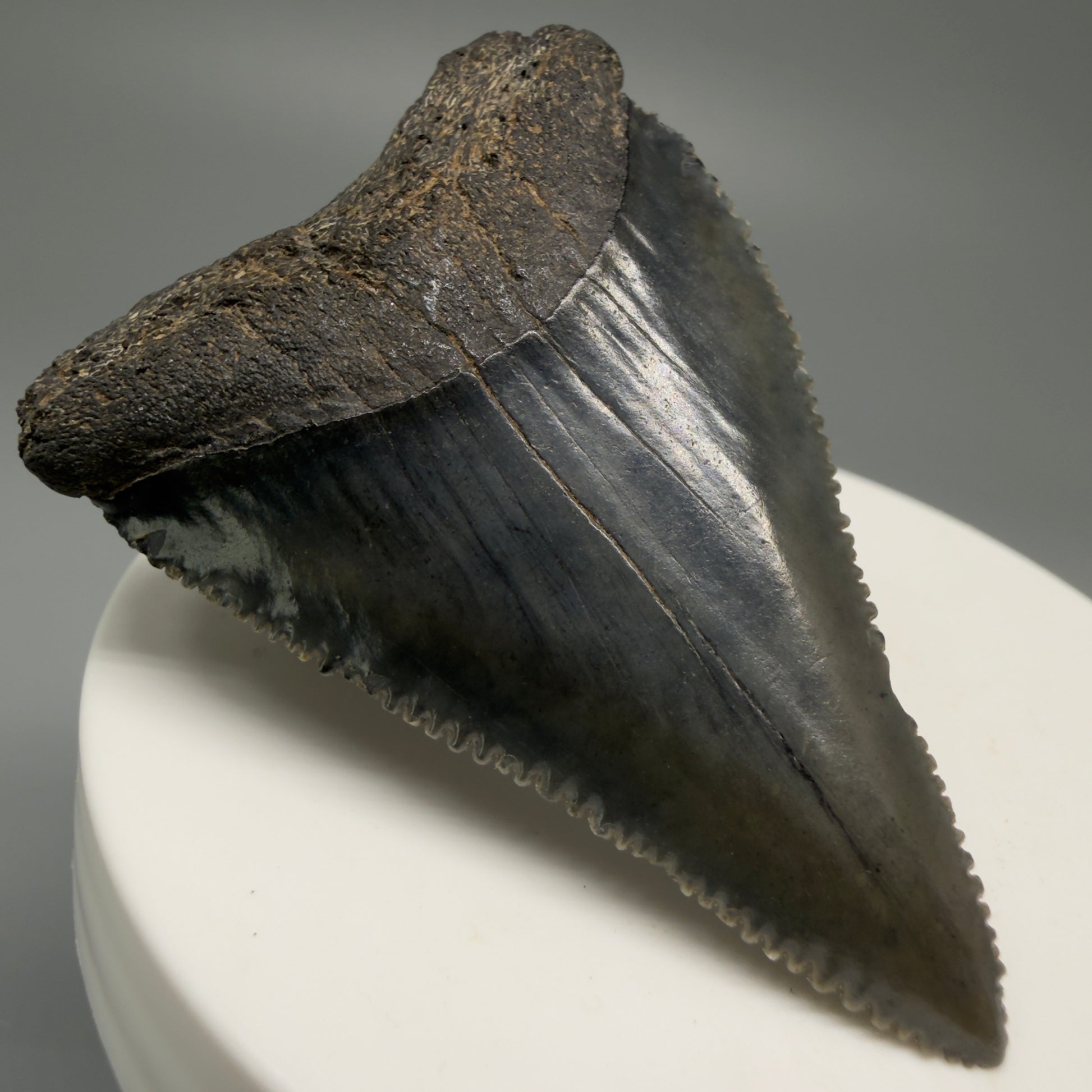 Front Left View Dark Colors, sharply serrated 2.23" Fossil Great White Tooth for Sale GW1252 