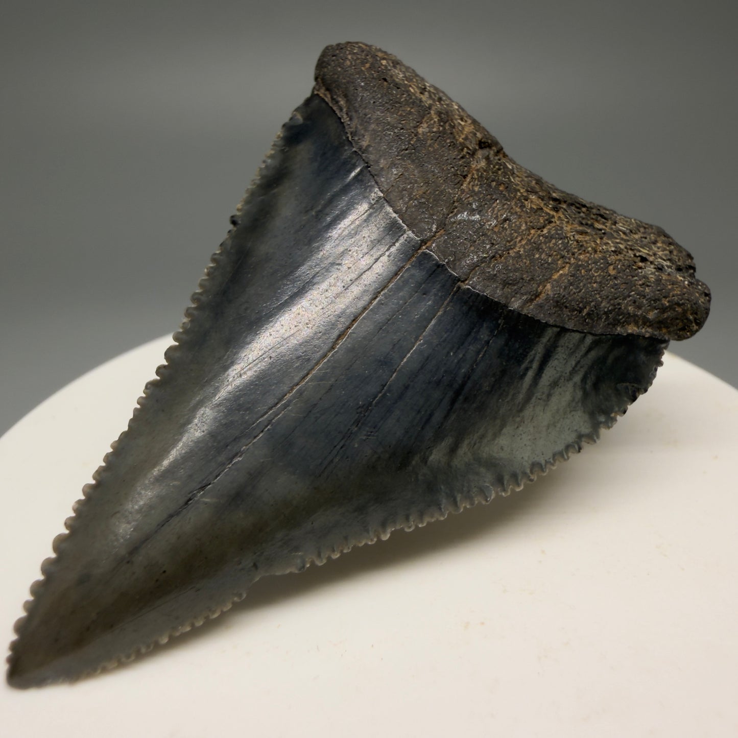Front Right View Dark Colors, sharply serrated 2.23" Fossil Great White Tooth for Sale GW1252 